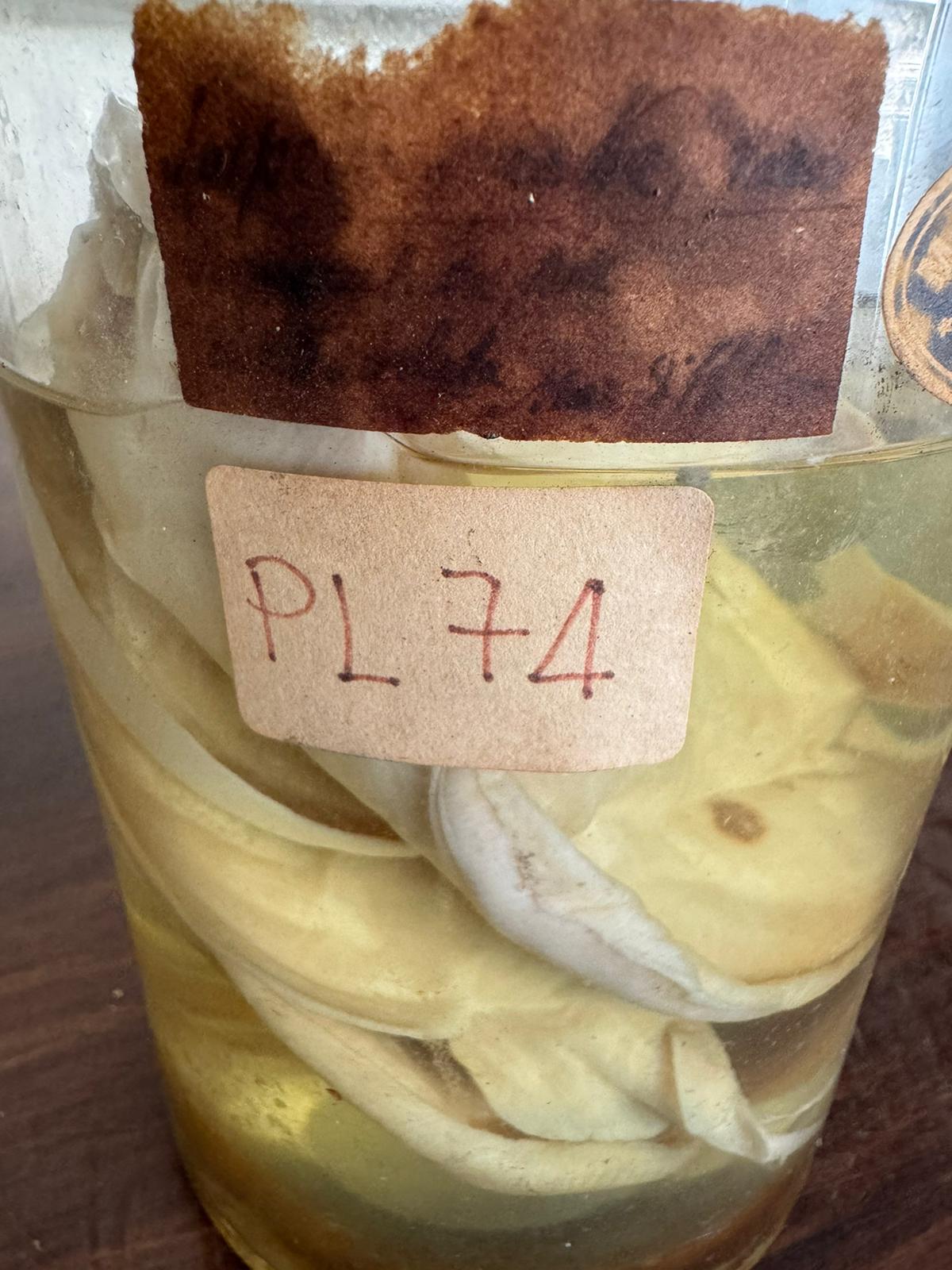 Vertebrati/ Pesci cartilaginei/ Torpedine ocellata (esemplare)