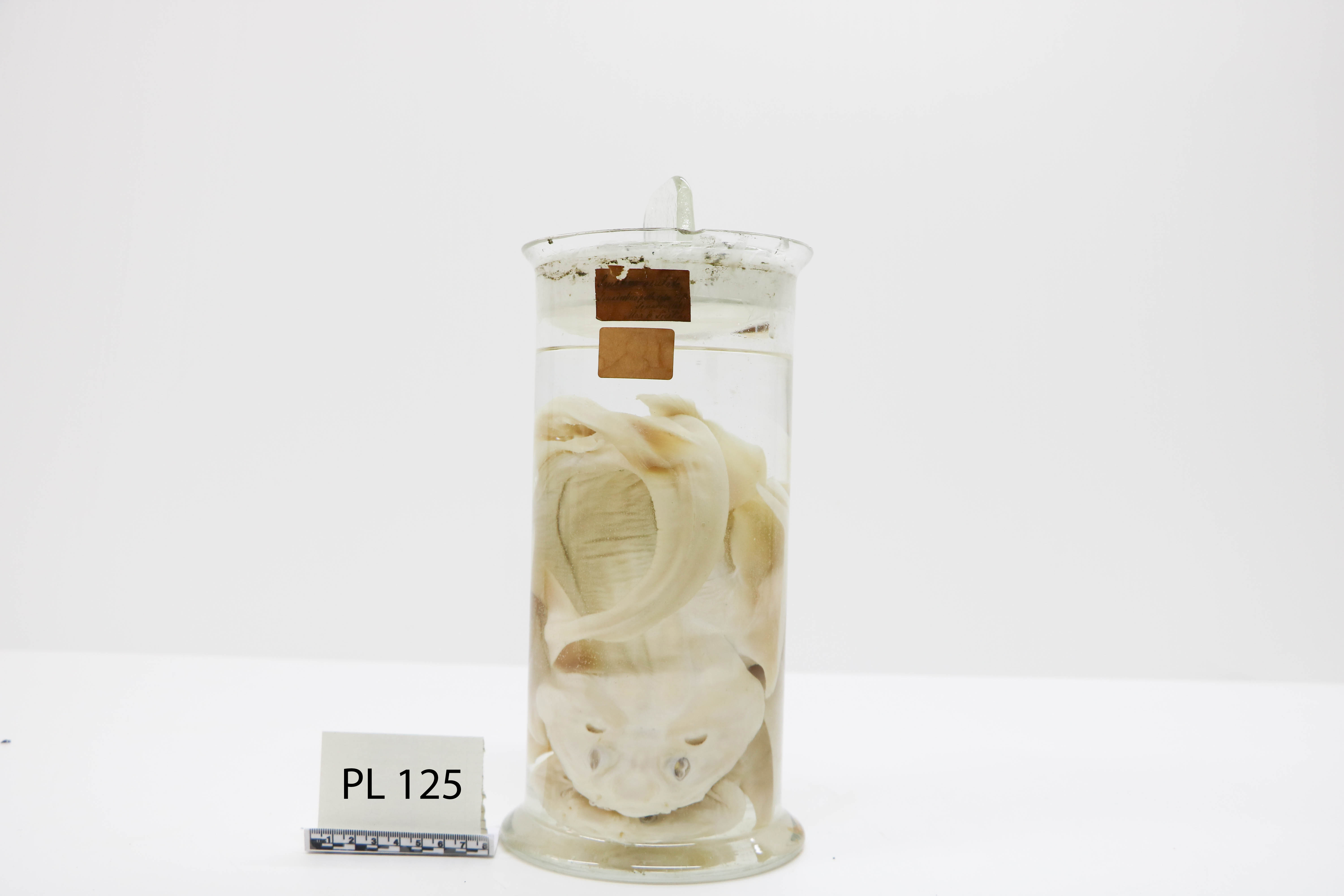 Vertebrati/ Pesci cartilaginei/ Squadrolino pelle rossa (esemplare)