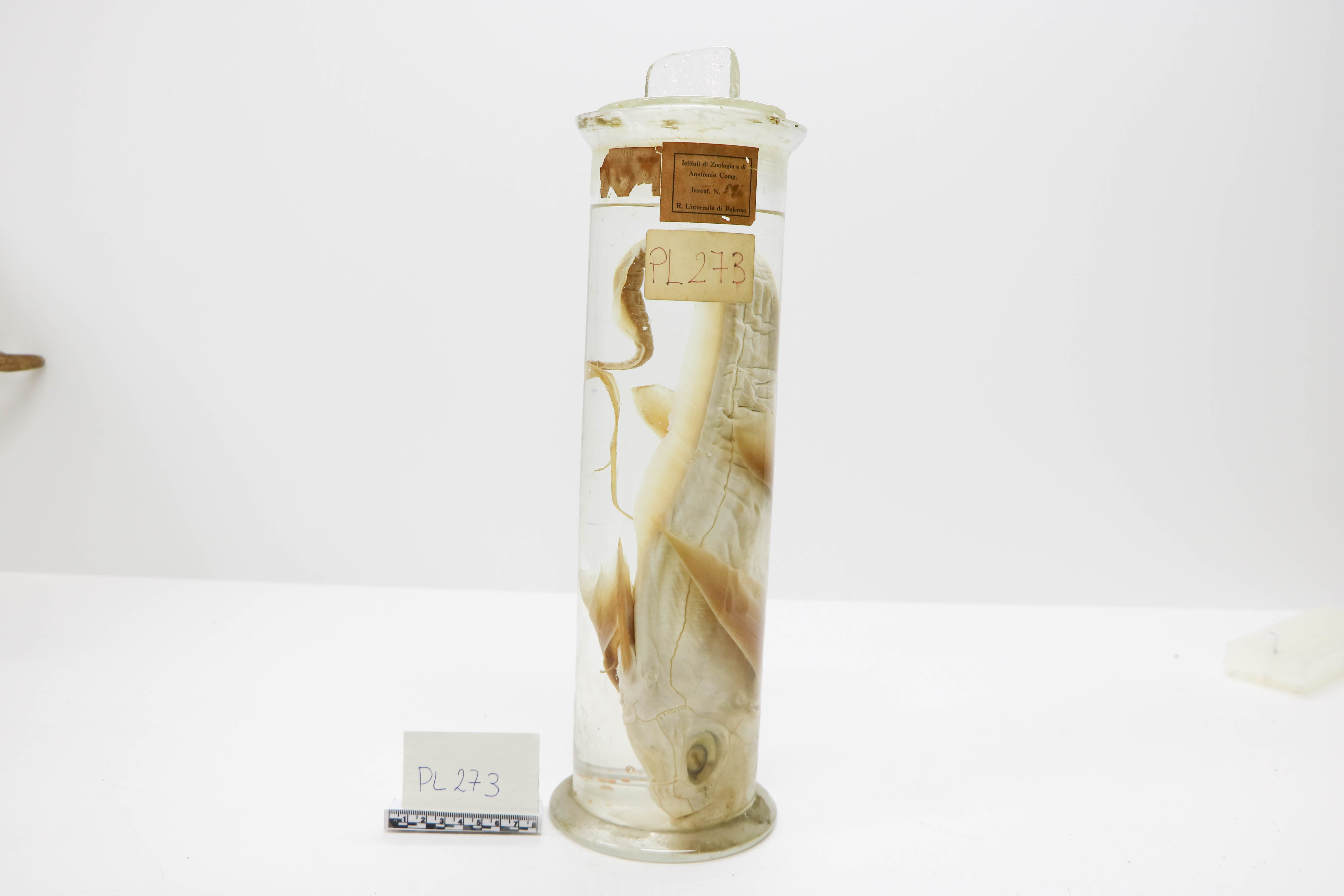 Vertebrati/ Pesci cartilaginei/ Chimera (esemplare)