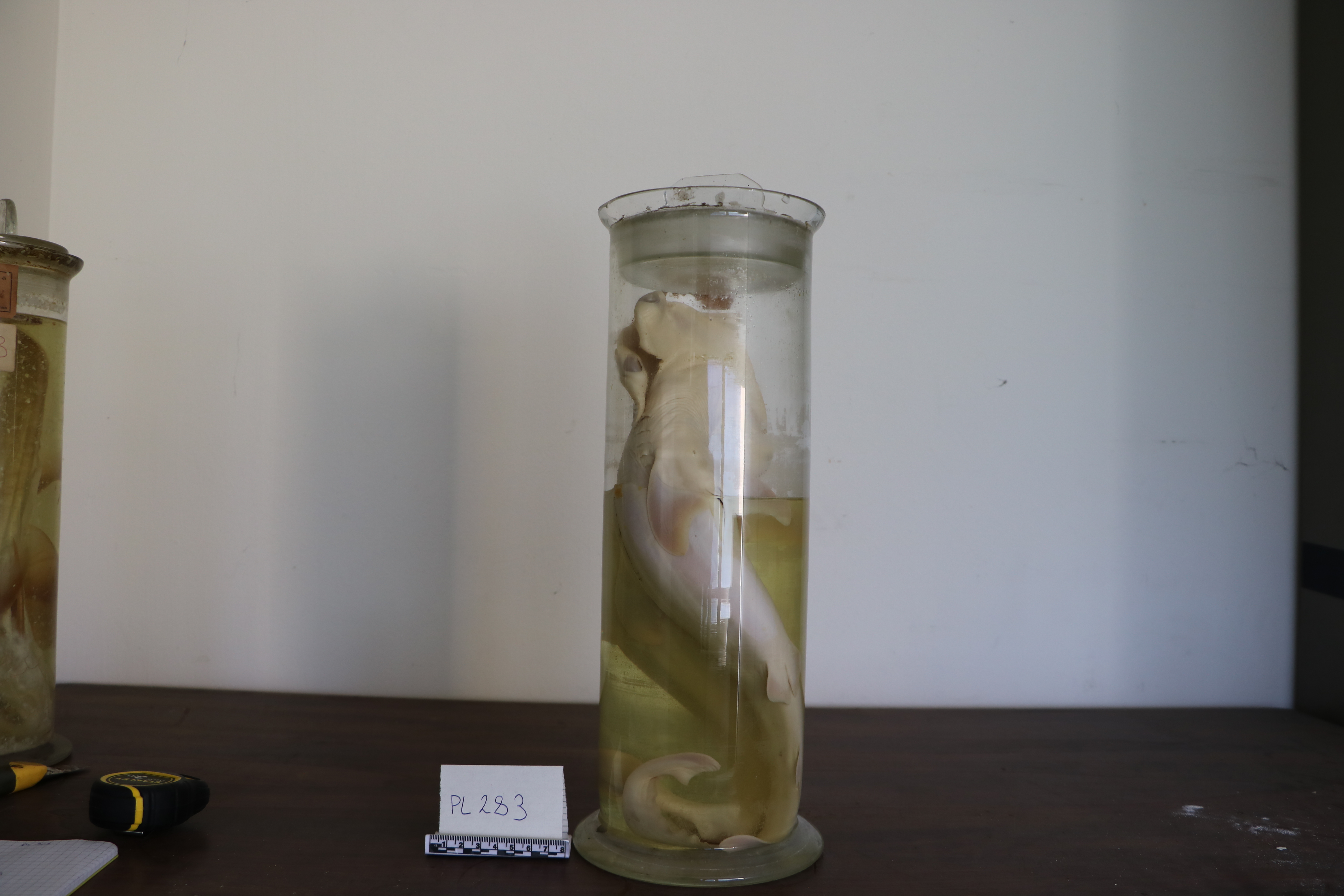 Vertebrati/ Pesci cartilaginei/ squalo martello (esemplare)