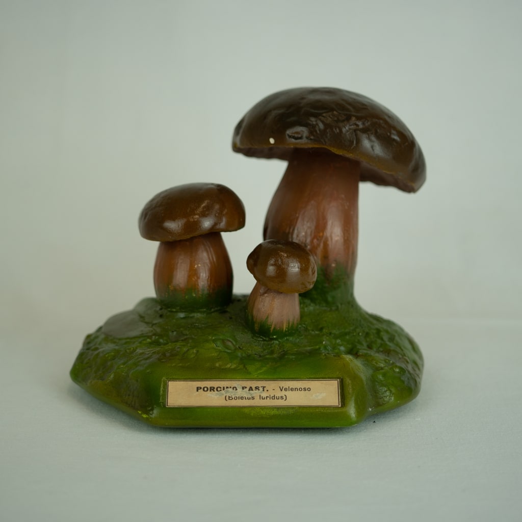 modello didattico botanico, porcino bastardo di Produzione scientifica Paravia - manifattura italiana (anni trenta XX)