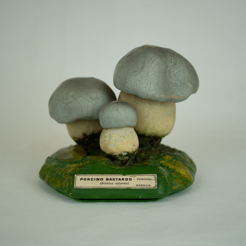 modello didattico botanico, porcino bastardo di Produzione scientifica Paravia - manifattura italiana (secondo quarto XX)