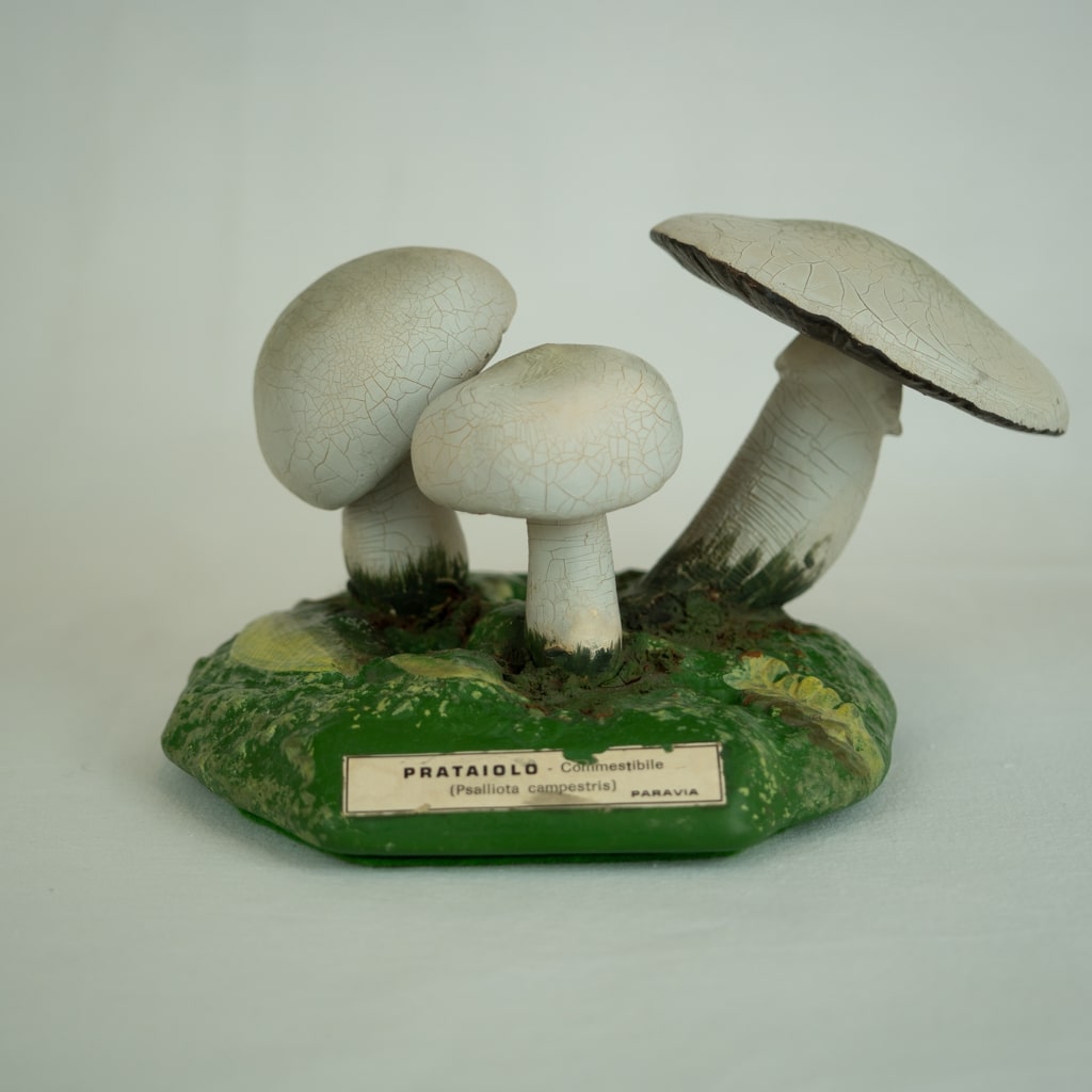 modello didattico botanico, prataiolo di Produzione scientifica Paravia - manifattura italiana (secondo quarto XX)