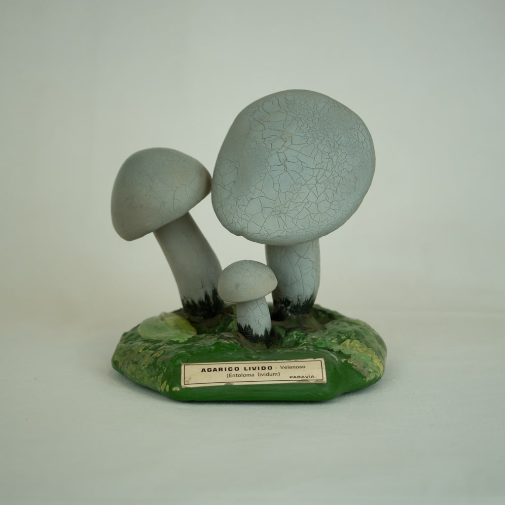 modello didattico botanico, agarico livido di Produzione scientifica Paravia - manifattura italiana (secondo quarto XX)