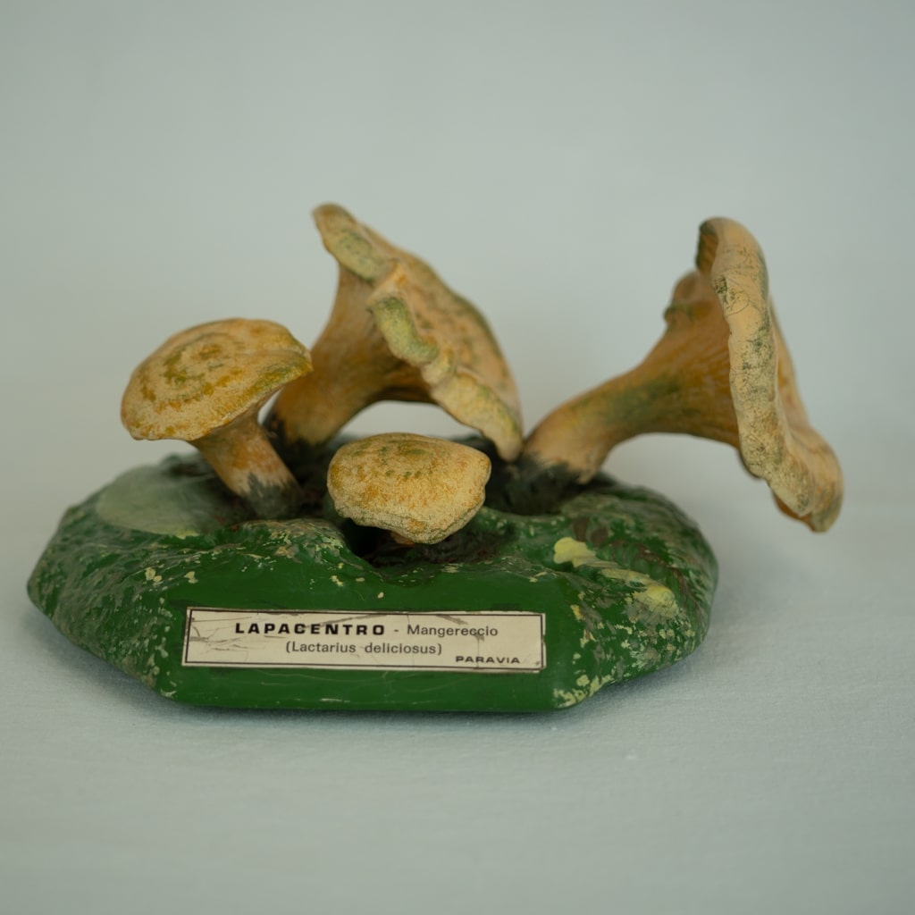 modello didattico botanico, lapacentro di Produzione scientifica Paravia - manifattura italiana (secondo quarto XX)