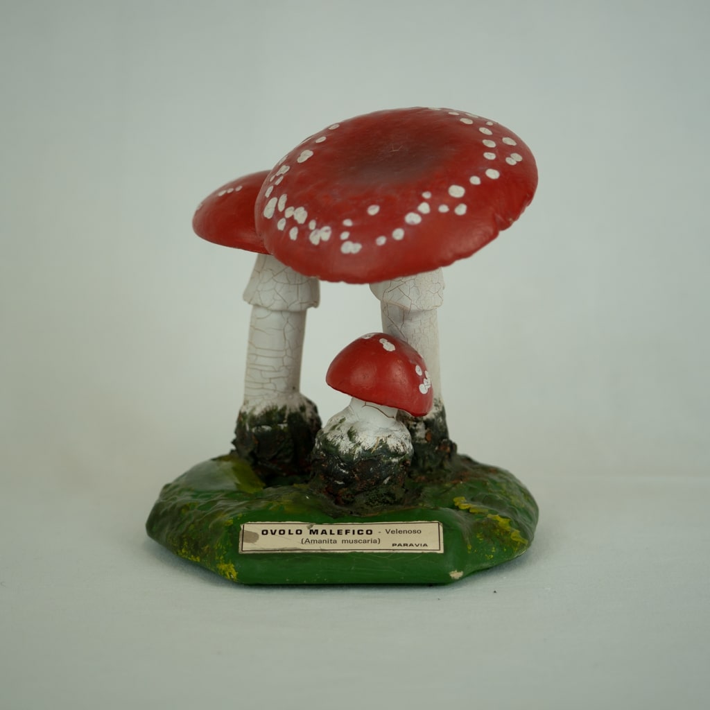 modello didattico botanico, ovolo malefico di Produzione scientifica Paravia - manifattura italiana (secondo quarto XX)