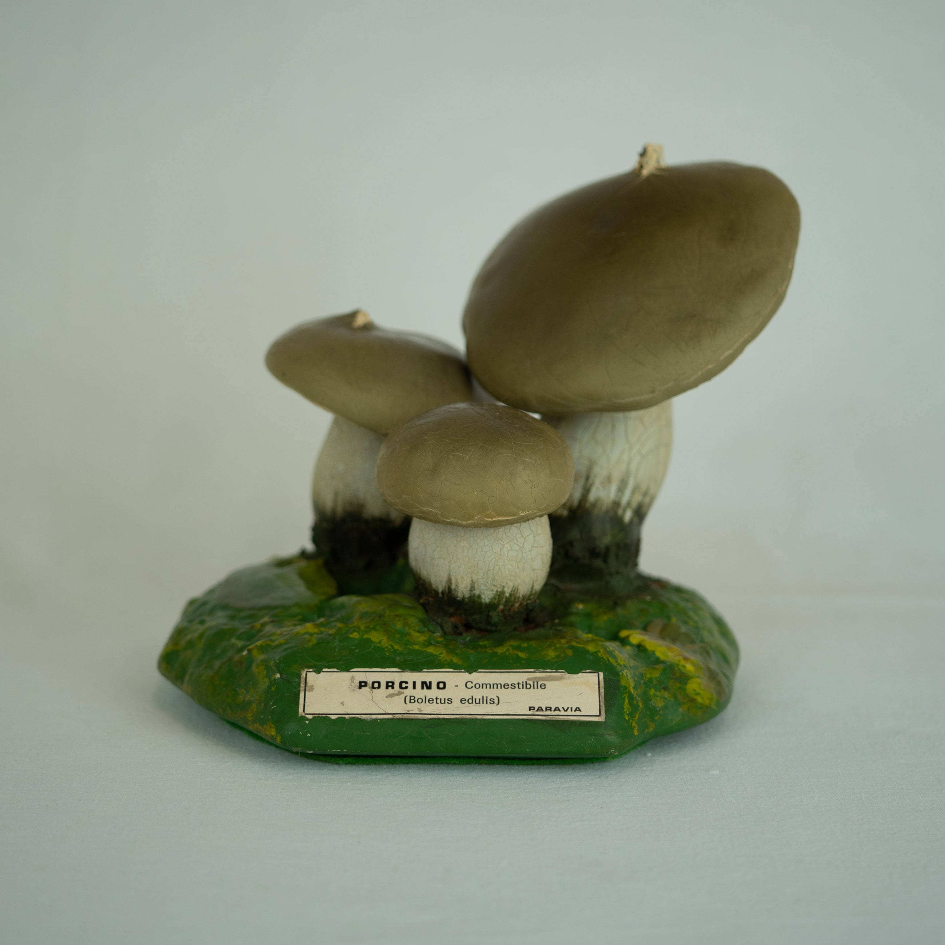 modello didattico botanico, porcino di Produzione scientifica Paravia - manifattura italiana (XX)