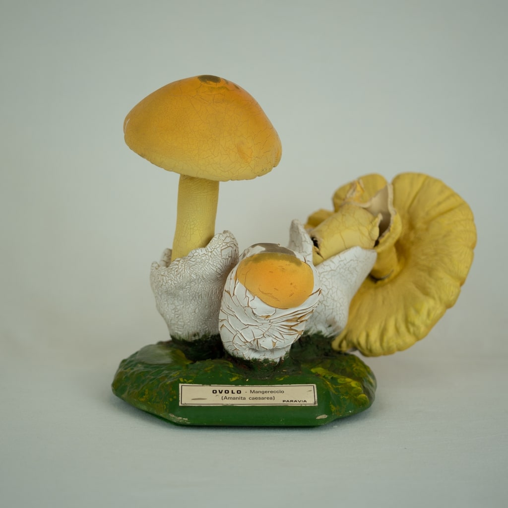 modello didattico botanico, ovolo di Produzione scientifica Paravia - manifattura italiana (XX)