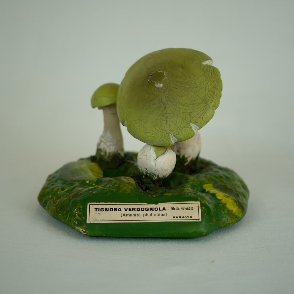 modello didattico botanico, tignosa verdognola di Produzione scientifica Paravia - manifattura italiana (XX)