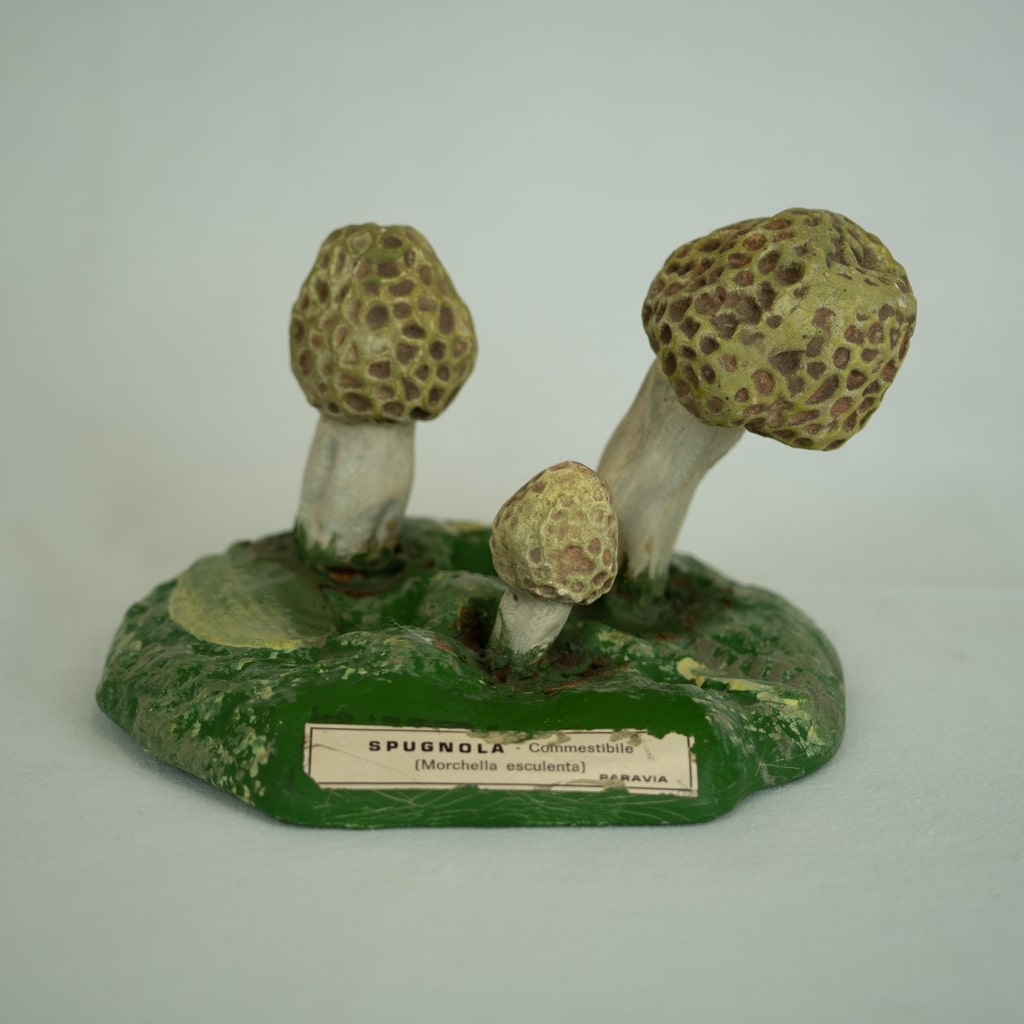 modello didattico botanico, spugnola di Produzione scientifica Paravia - manifattura italiana (XX)