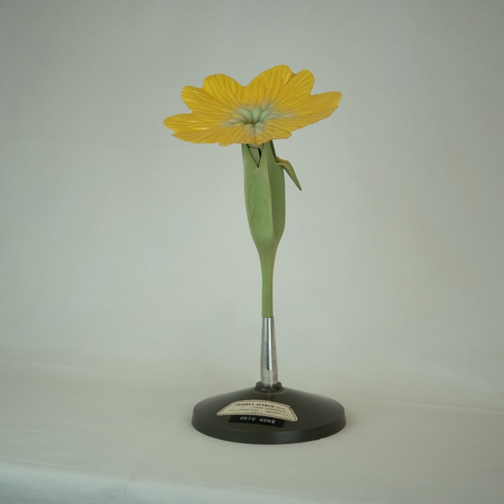 modello didattico botanico, primula di Produzione scientifica Paravia - manifattura italiana (prima metà XX)