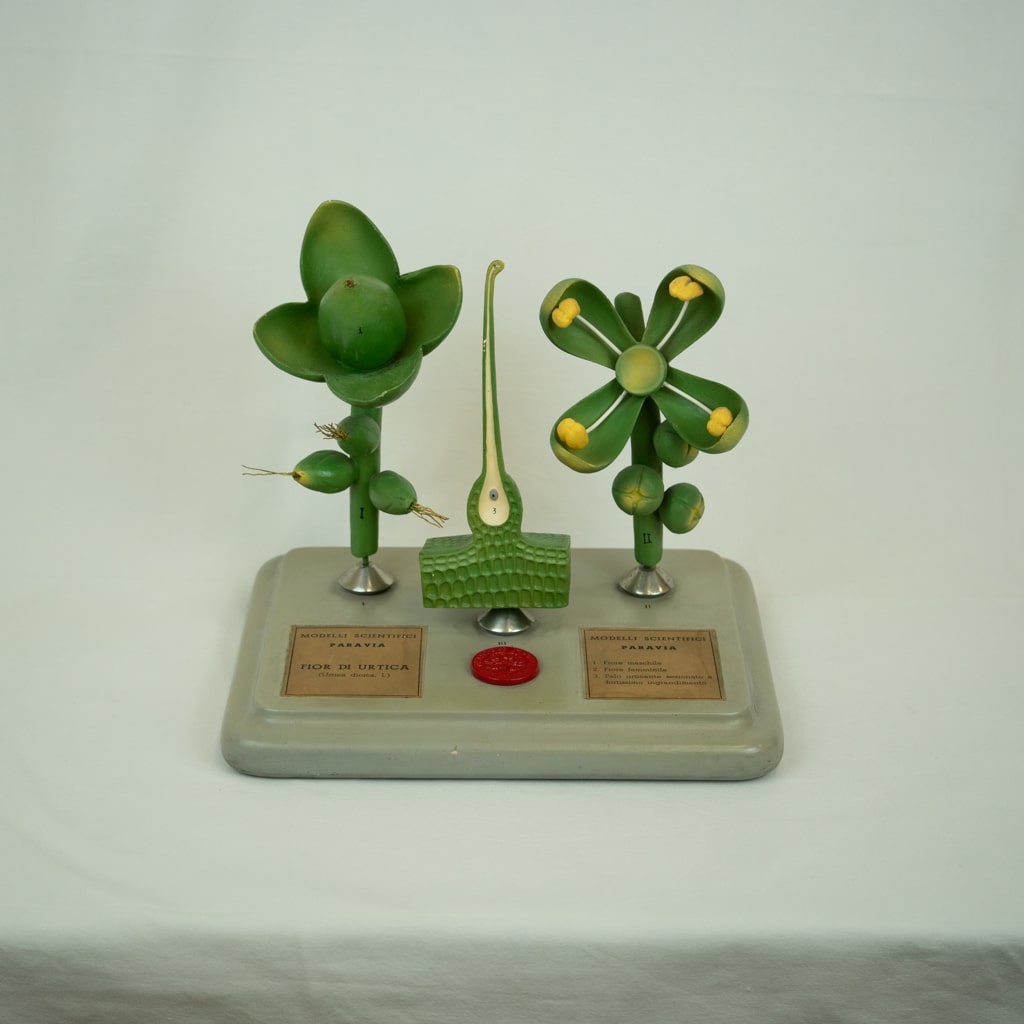 modello didattico botanico, fior di urtica di Produzione scientifica Paravia - manifattura italiana (secondo quarto XX)