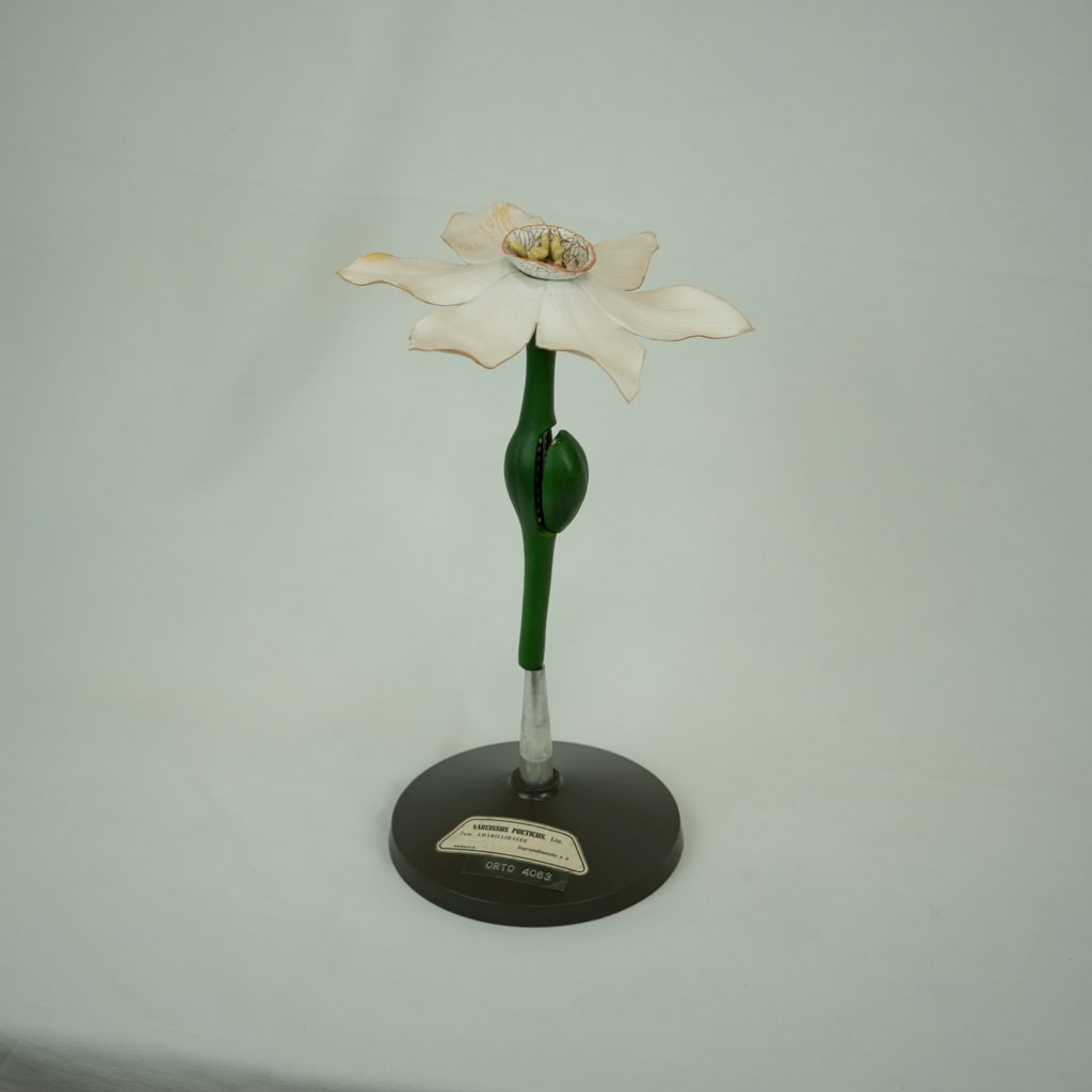 modello didattico botanico, narciso selvatico di Produzione scientifica Paravia - manifattura italiana (fine/ inizio XIX/ XX)