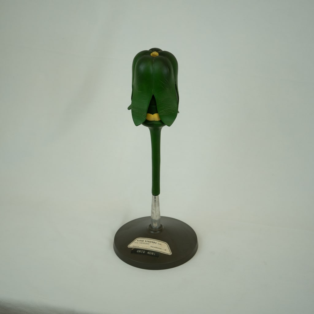 modello didattico botanico, vite comune di Produzione scientifica Paravia - manifattura italiana (prima metà XX)