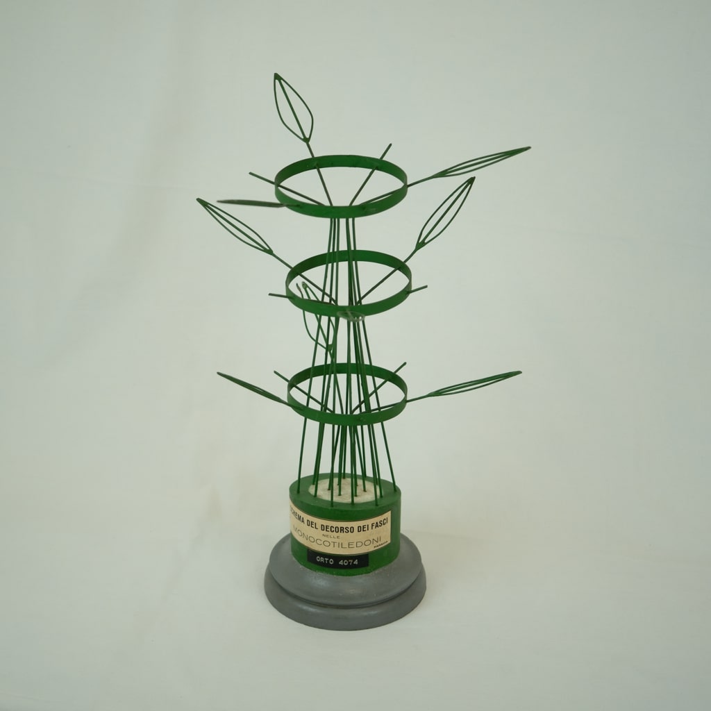 modello didattico botanico, schema del decorso dei fasci nelle monocotiledoni di Produzione scientifica Paravia - manifattura italiana (prima metà XX)