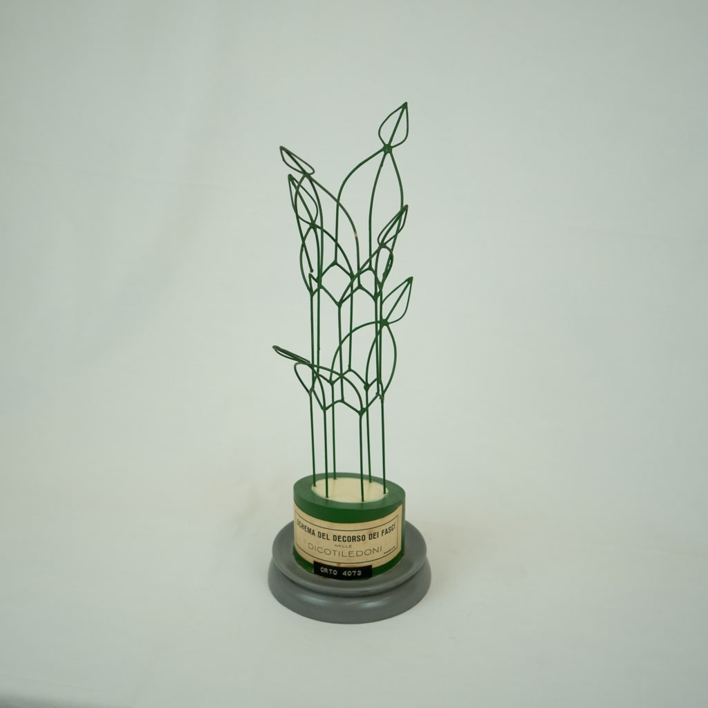 modello didattico botanico, schema del decorso dei fasci nelle dicotiledoni di Produzione scientifica Paravia - manifattura italiana (secondo quarto XX)