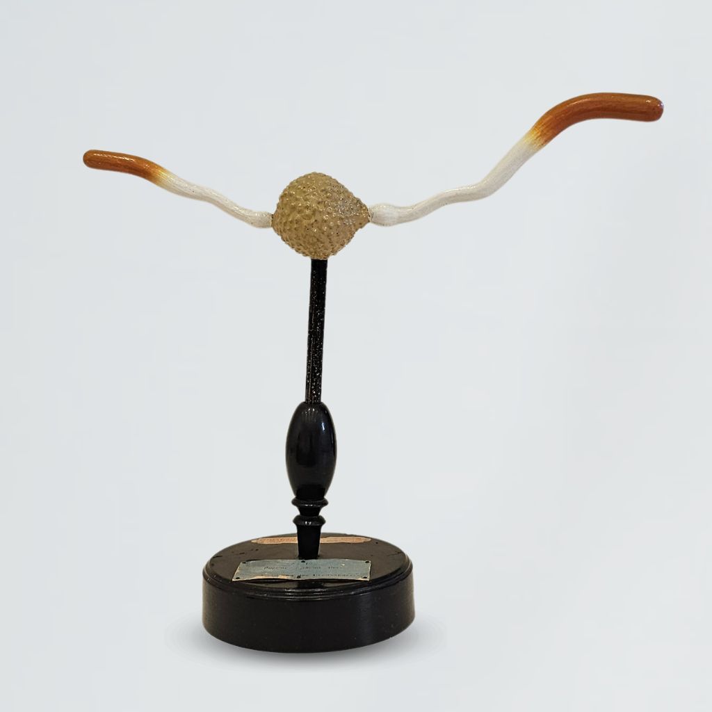 modello didattico botanico, uredospora germinata di Produzione scientifica Paravia, Robert & Reinhold Brendel - manifattura tedesca (primo quarto XX)