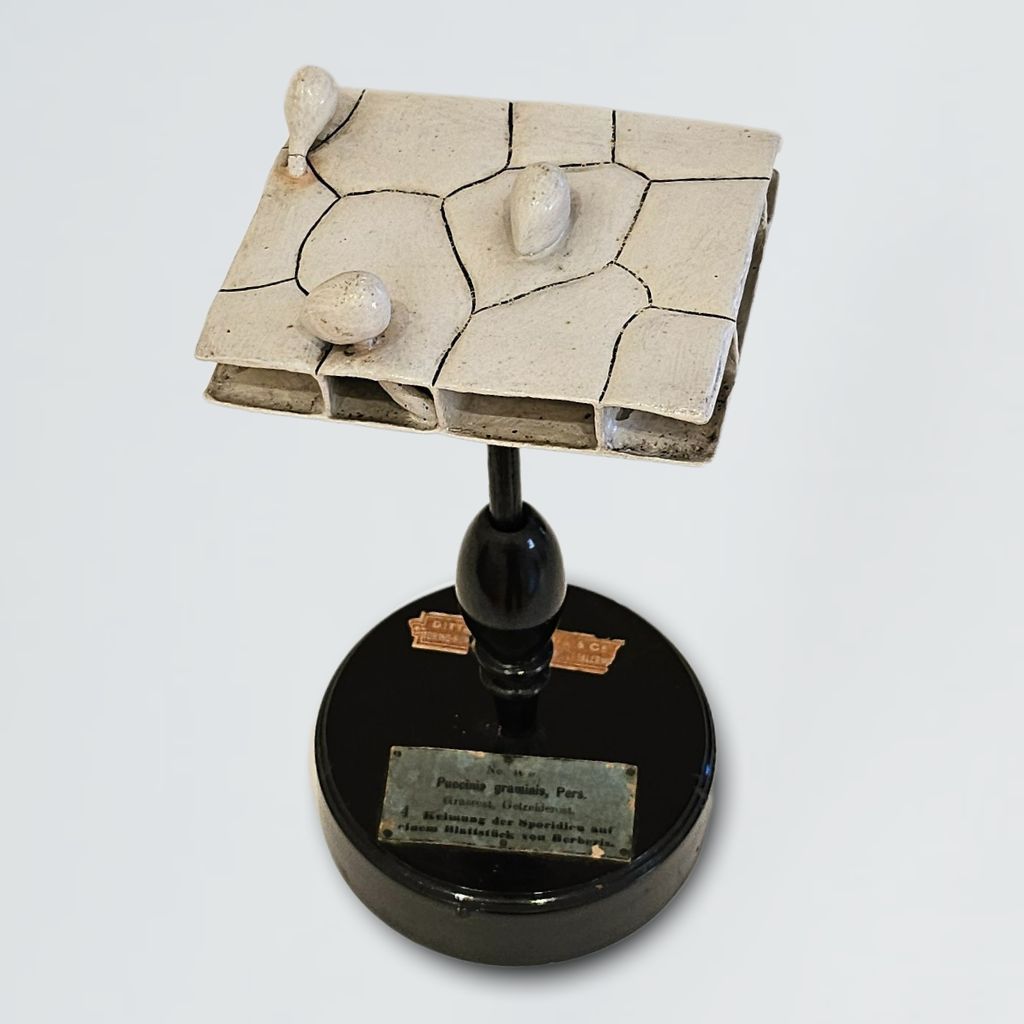 modello didattico botanico, penetrazione della ecidiospora di Produzione scientifica Paravia, Robert & Reinhold Brendel - manifattura tedesca (primo quarto XX)