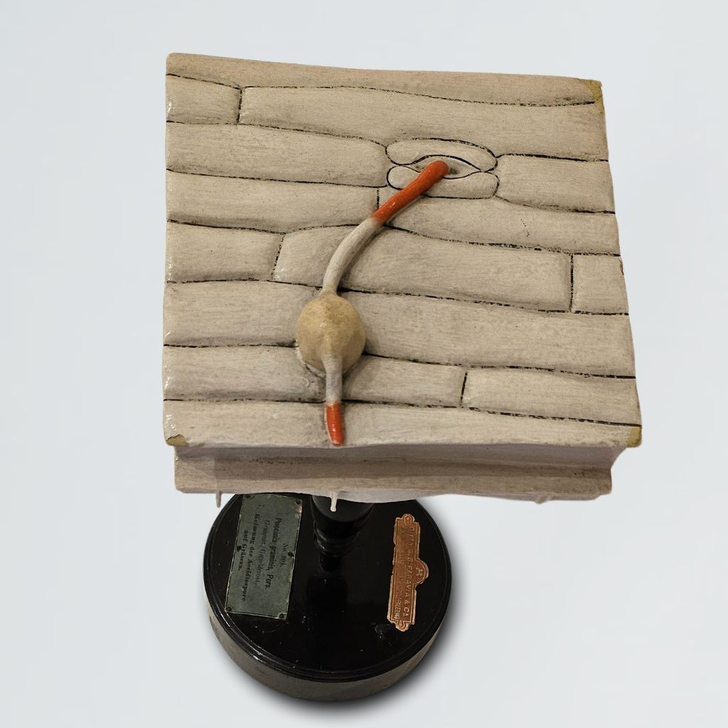 modello didattico botanico, penetrazione della basidiospora di Robert & Reinhold Brendel, Produzione scientifica Paravia - manifattura tedesca (primo quarto XX)