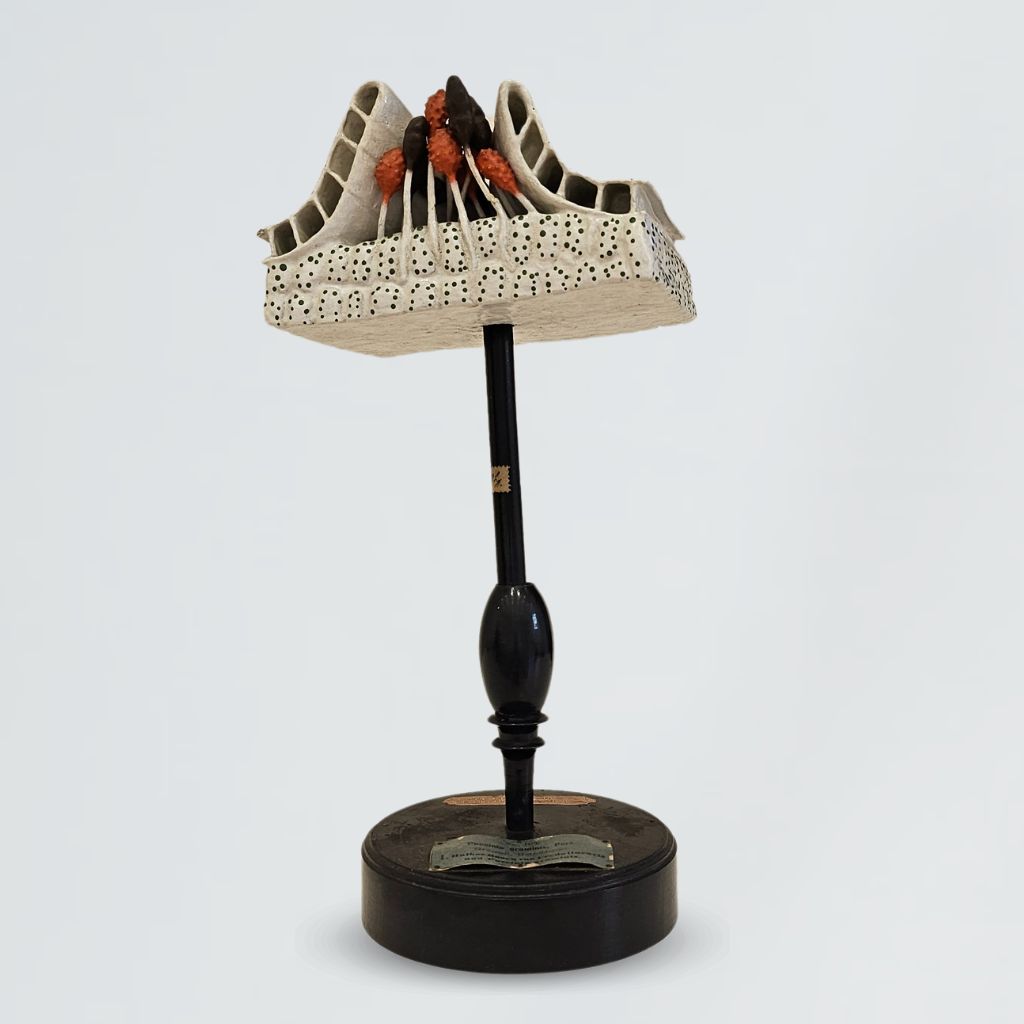 modello didattico botanico, uredospore che emergono dal tessuto di Robert & Reinhold Brendel, Produzione scientifica Paravia - manifattura tedesca (primo quarto XX)