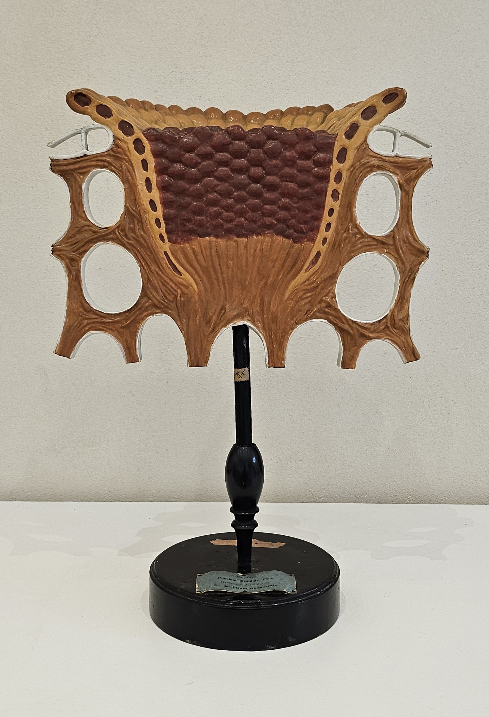 modello didattico botanico, ecidio con spore di Produzione scientifica Paravia, Robert & Reinhold Brendel - manifattura tedesca (primo quarto XX)