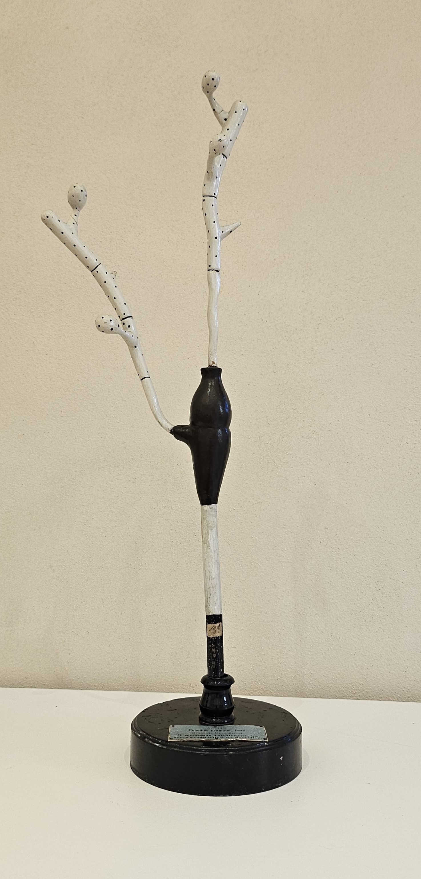 modello didattico botanico, teleutospora germinante, perenospora di Produzione scientifica Paravia, Robert & Reinhold Brendel - manifattura tedesca (primo quarto XX)