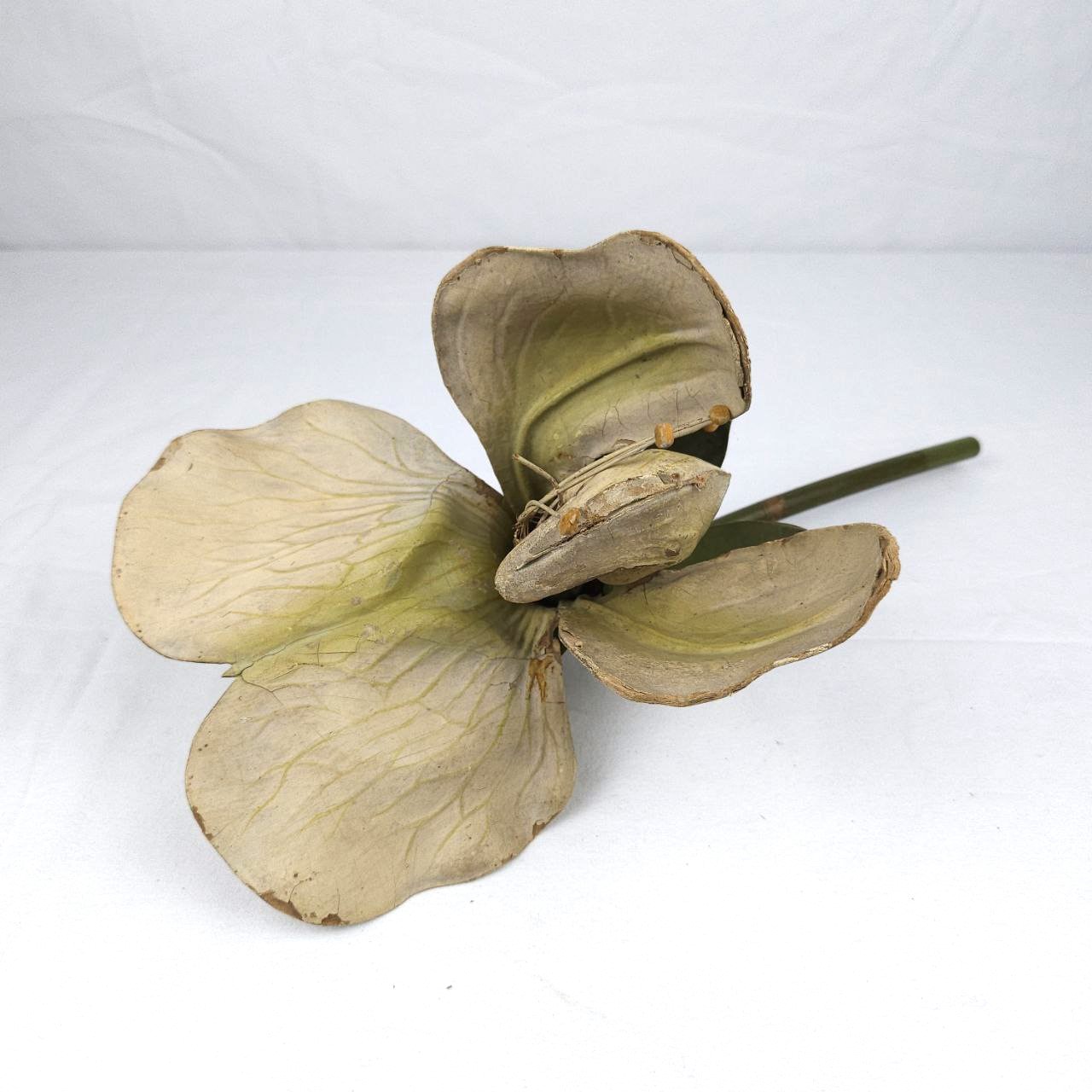 modello didattico botanico, fiore di pisello di Robert & Reinhold Brendel - manifattura tedesca (fine/ inizio XIX/ XX)