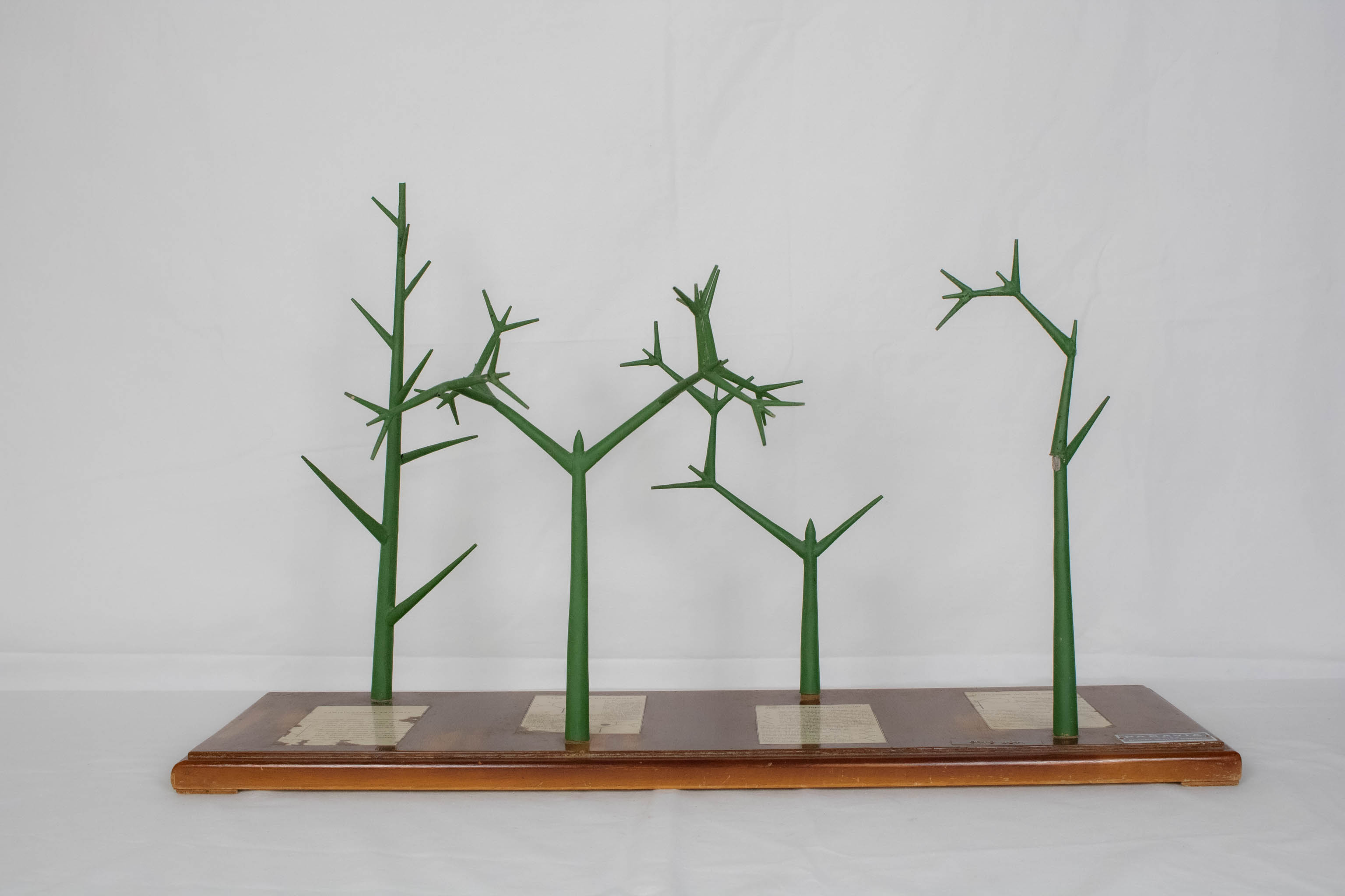 modello didattico botanico, tipi di ramificazione di Produzione scientifica Paravia - manifattura italiana (secondo quarto XX)