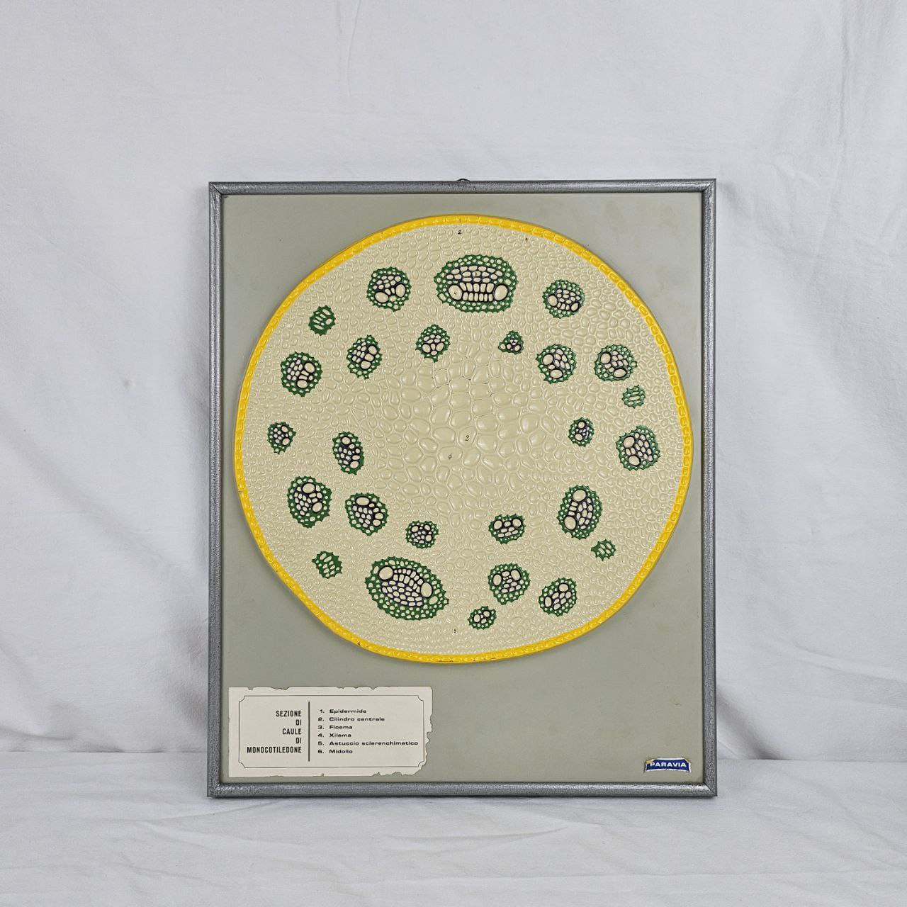 modello didattico botanico, sezione di caule di monocotiledone di Produzione scientifica Paravia - manifattura italiana (anni trenta XX)