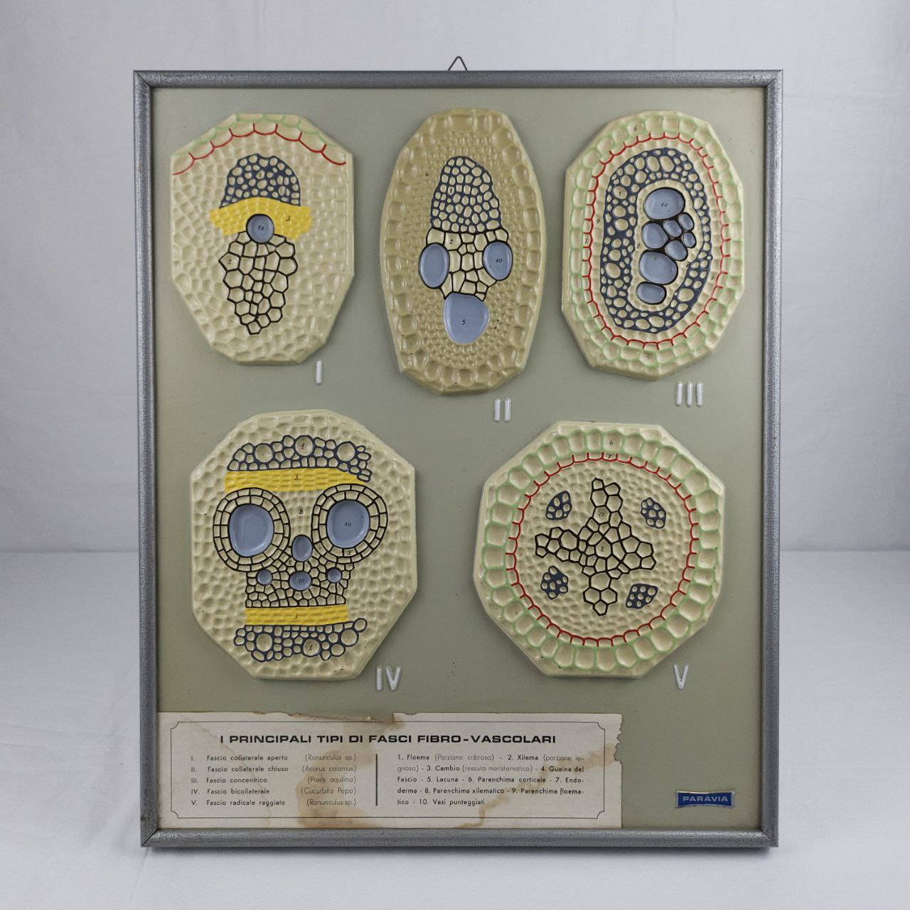 modello didattico botanico, i principali tipi di fasci fibro-vascolari di Produzione scientifica Paravia - manifattura italiana (anni trenta XX)