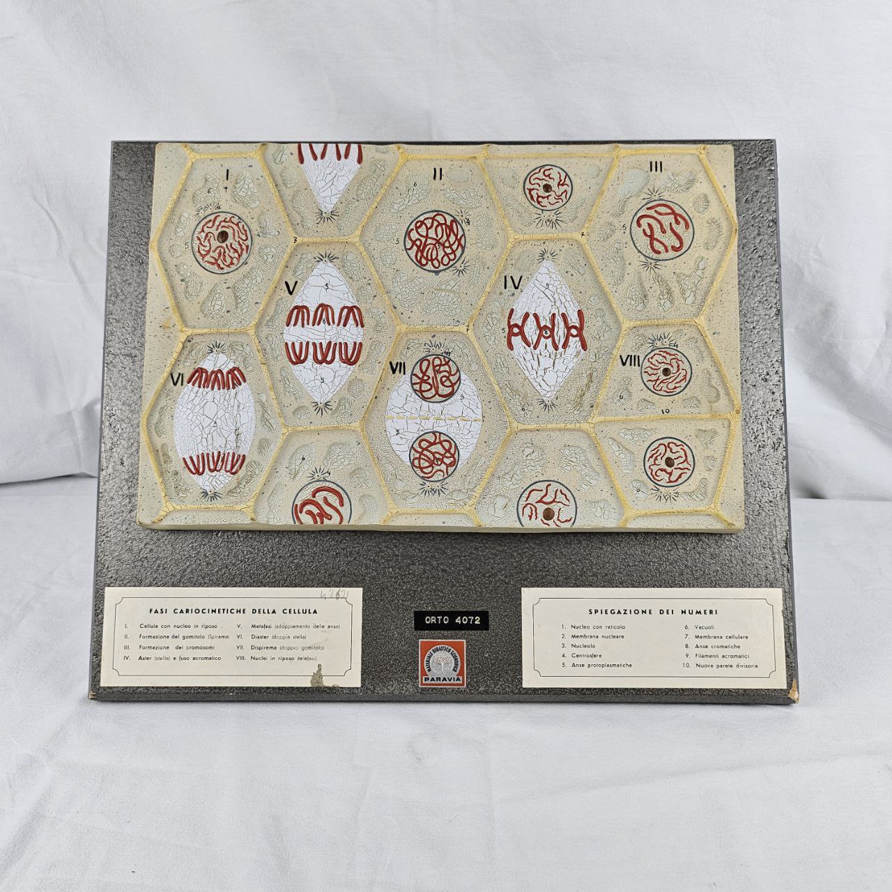 modello didattico botanico, fasi della divisione cariocinetica della cellula di Produzione scientifica Paravia - manifattura italiana (anni trenta XX)