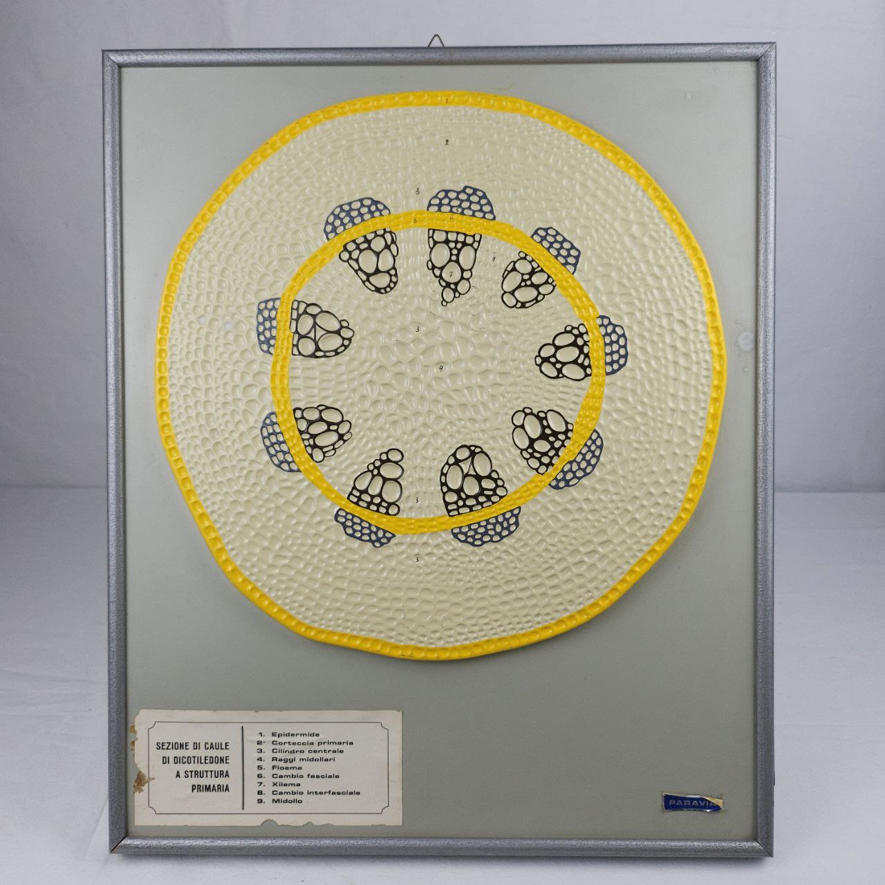 modello didattico botanico, sezione di caule di dicotiledone a struttura primaria di Produzione scientifica Paravia - manifattura italiana (anni trenta XX)