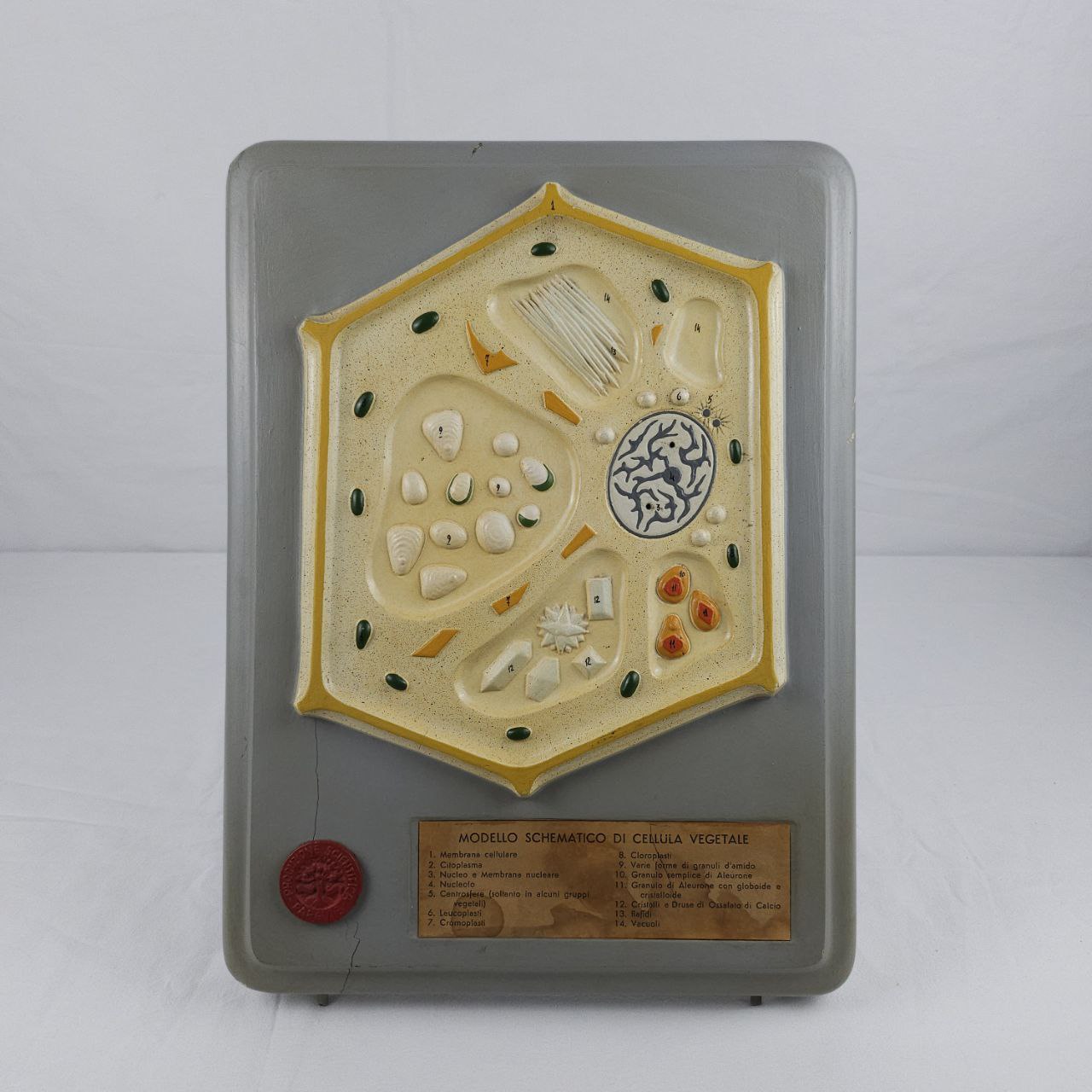 modello didattico botanico, modello schematico di cellula vegetale di Produzione scientifica Paravia - manifattura italiana (metà XX)