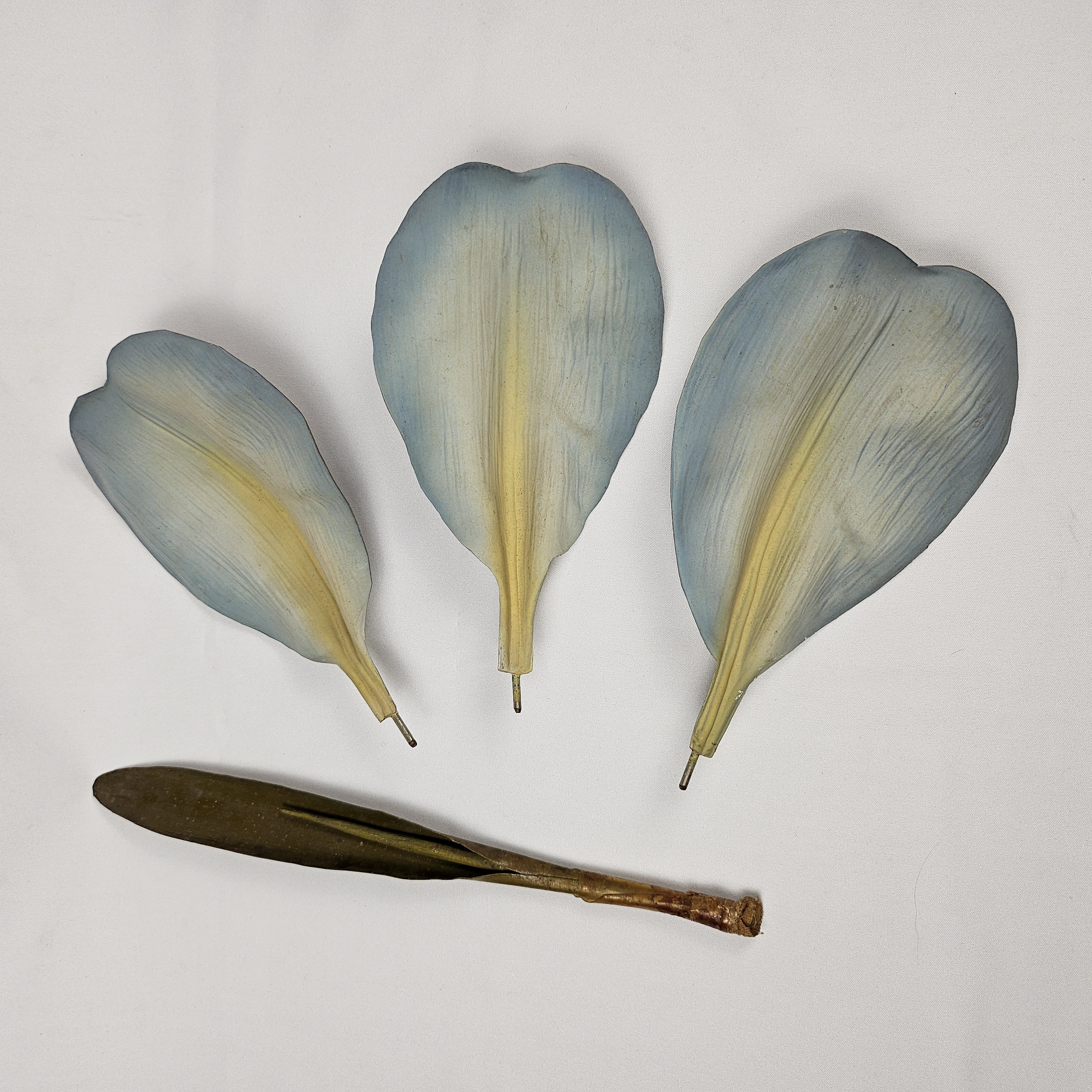 frammenti, di modello didattico botanico (XX)