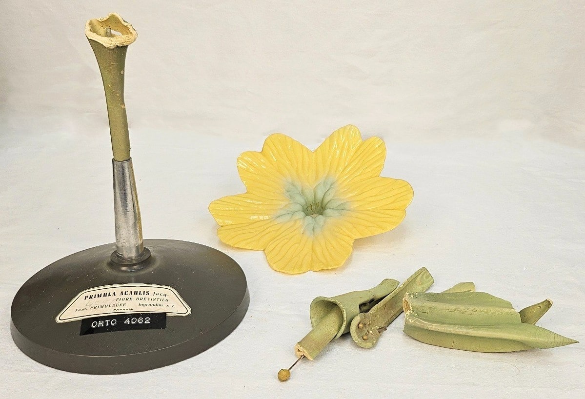 modello didattico botanico, primula di Produzione scientifica Paravia - manifattura italiana (prima metà XX)