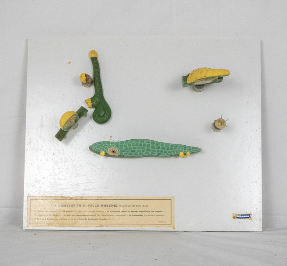 modello didattico botanico, gametofito di felce maschio di Produzione scientifica Paravia - manifattura italiana (anni trenta XX)