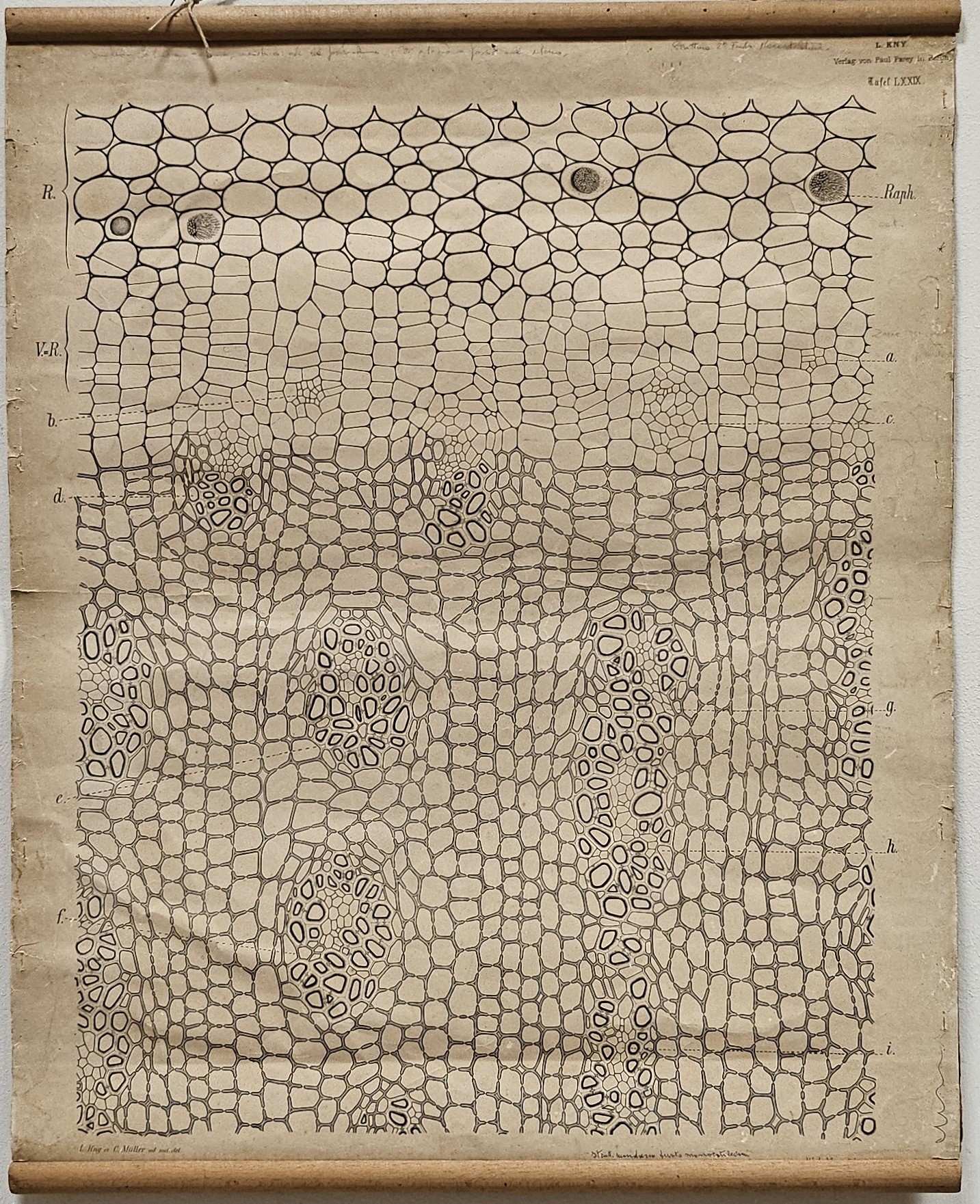 tavola parietale didattica, crescita secondaria densa del fusto di Dracaena Draco L di Kny, Carl Ignaz Leopold, Parey, Paul, Müller, Nicolaus Jacob Carl, Meyn, W. A - manifattura tedesca (fine/ inizio XIX - XX)