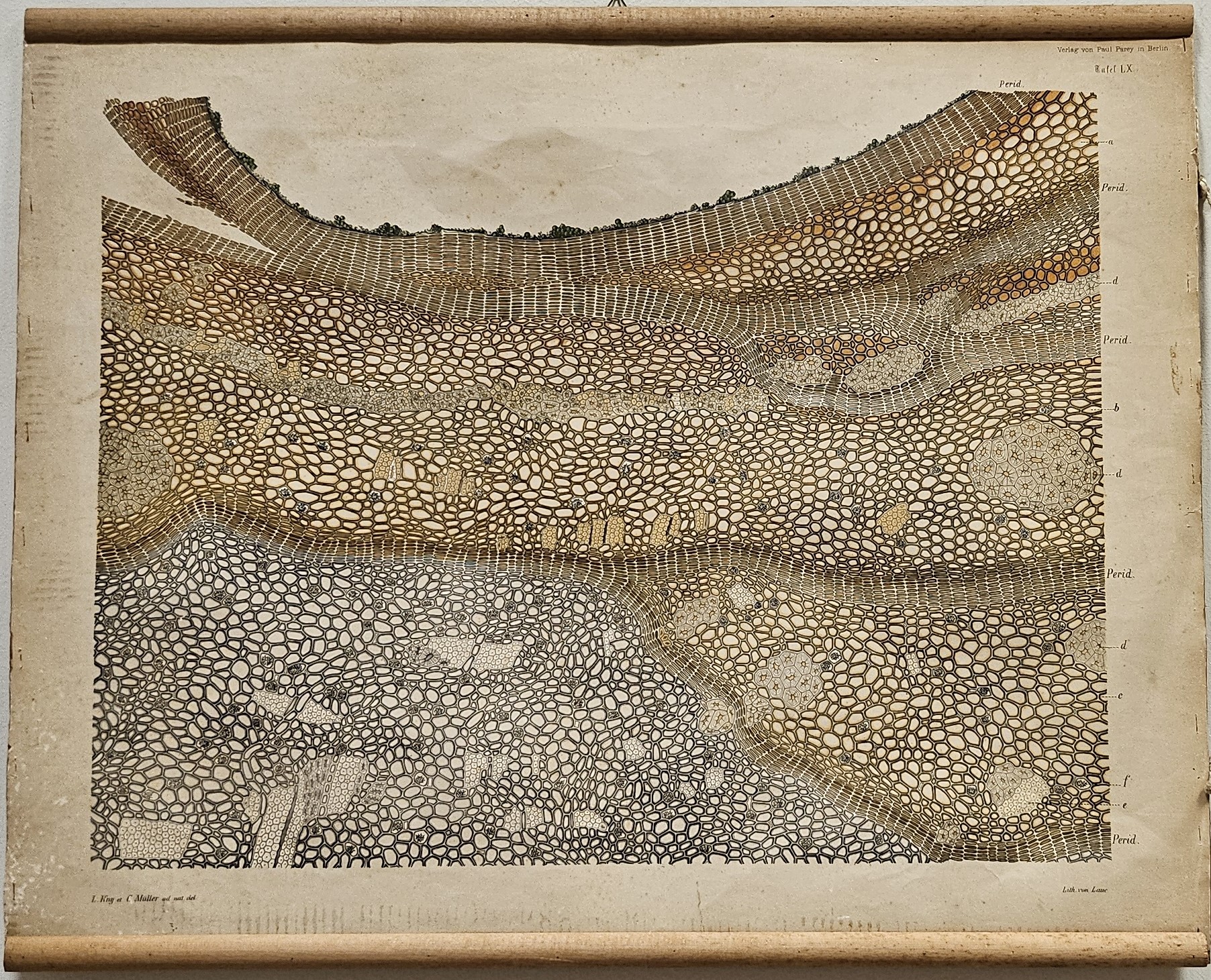 tavola parietale didattica, sviluppo della corteccia squamosa nei giovani ceppi di Quercus sessiliflora di Kny, Carl Ignaz Leopold, Parey, Paul, Müller, Nicolaus Jacob Carl - manifattura tedesca (fine/ inizio XIX - XX)