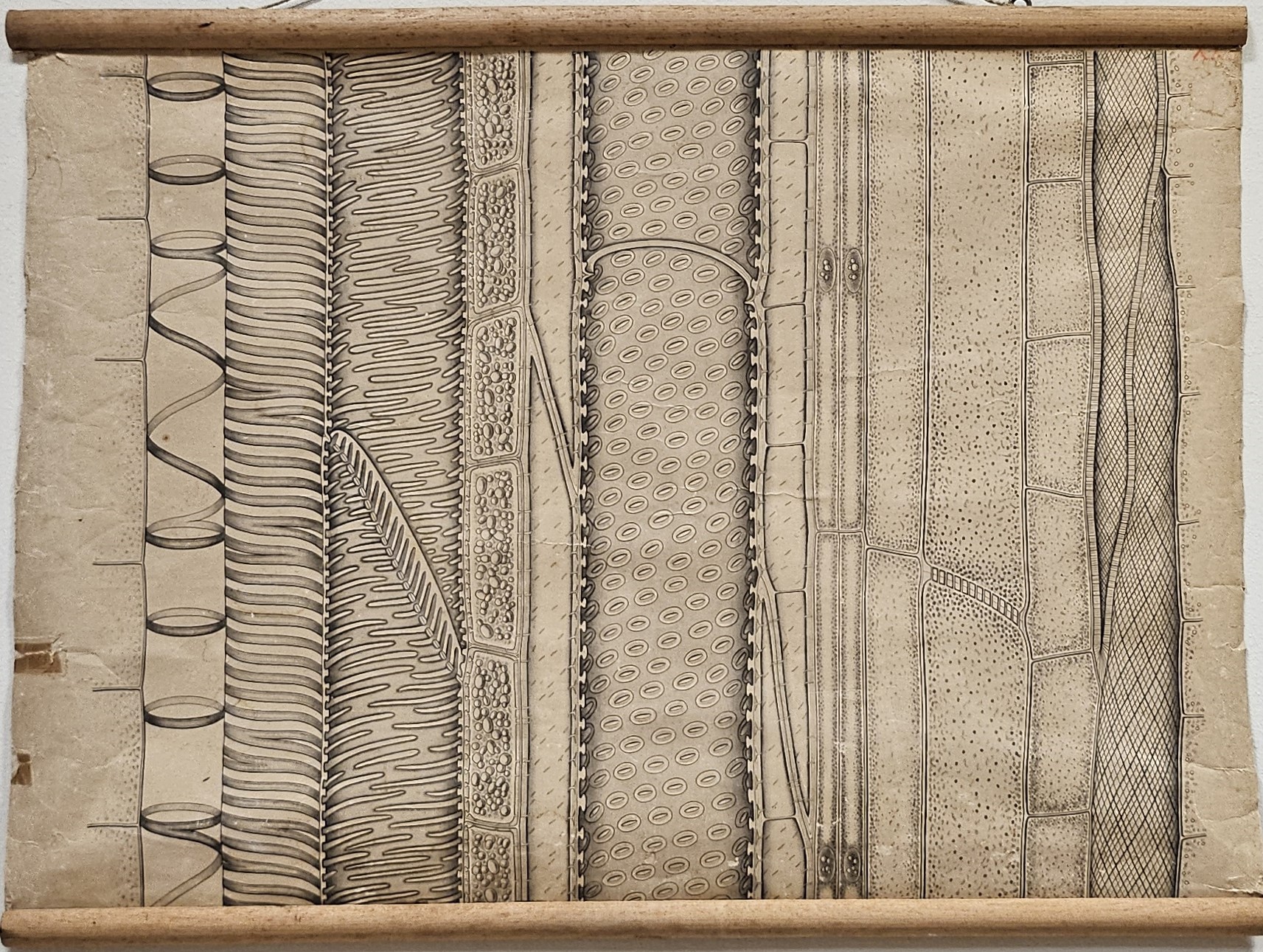 tavola parietale didattica, sezione longitudinale di un fascio vascolare di dicotiledone di Kny, Carl Ignaz Leopold, Parey, Paul, Meyn, W. A - manifattura tedesca (fine/ inizio XIX - XX)