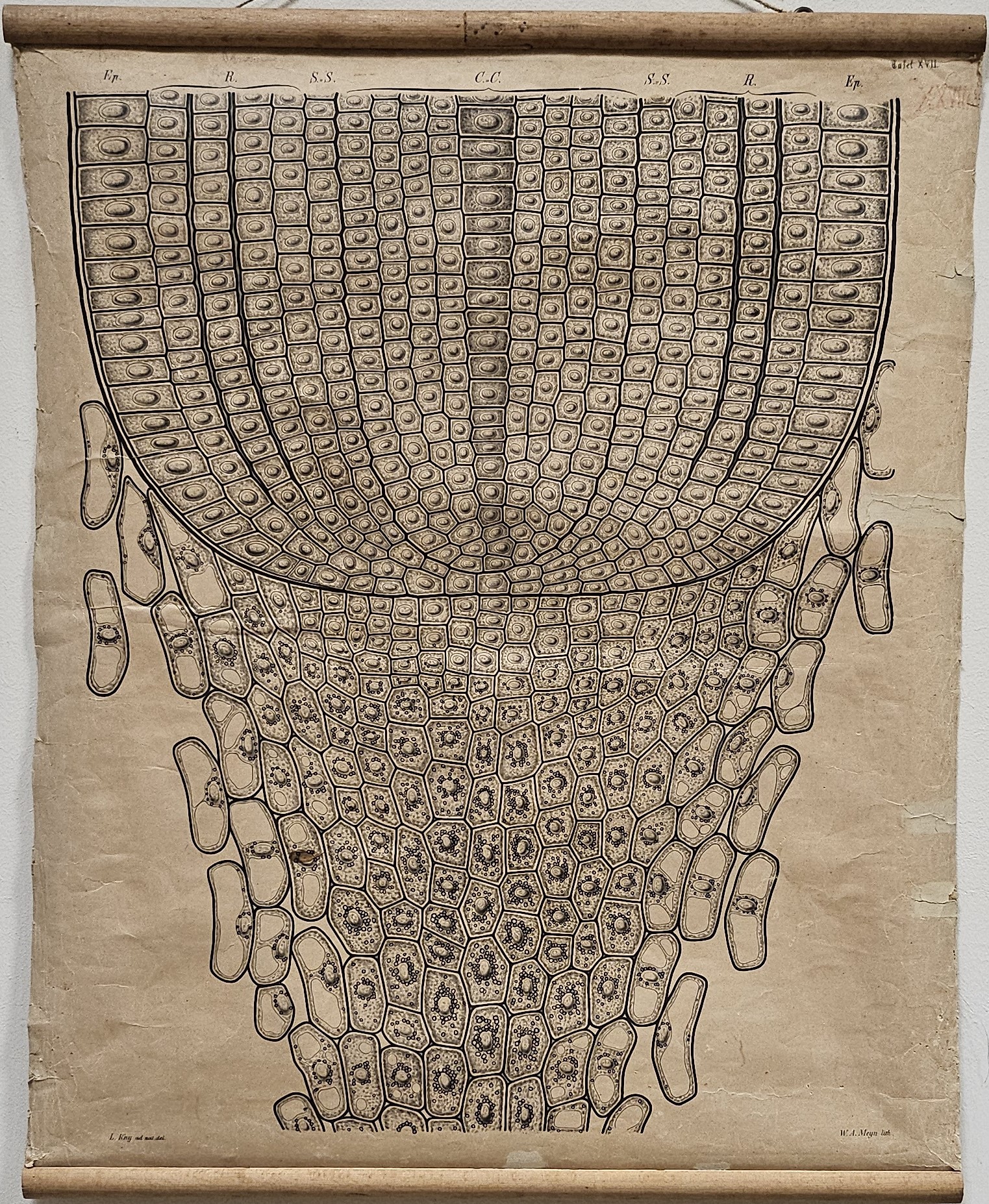tavola parietale didattica, apice radicale in via di sviluppo di secale cereale L di Kny, Carl Ignaz Leopold, Parey, Paul, Meyn, W. A - manifattura tedesca (fine/ inizio XIX - XX)