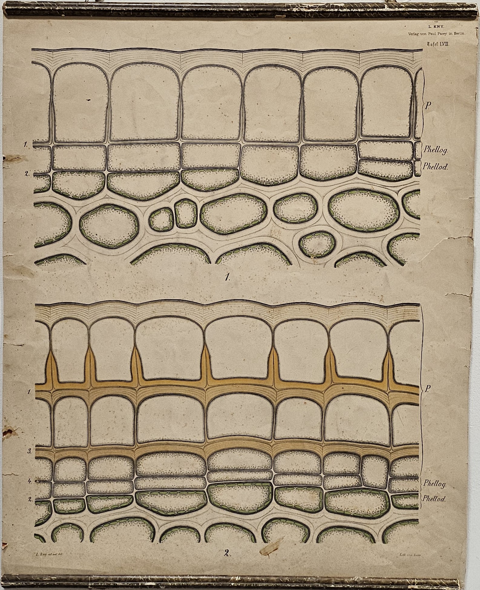 tavola parietale didattica, sviluppo del periderma su giovani germogli di Sorbus aucuparia L di Kny, Carl Ignaz Leopold, Parey, Paul - manifattura tedesca (fine/ inizio XIX - XX)