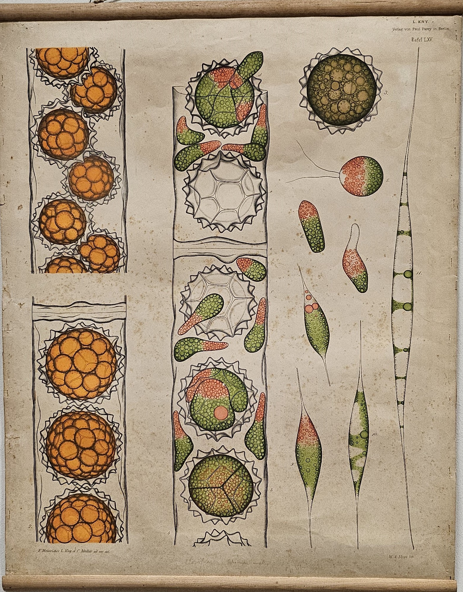 tavola parietale didattica, sviluppo di Sphaeroplea annulina Ag. var. crassisepta. Heinr di Kny, Carl Ignaz Leopold, Parey, Paul, Müller, Nicolaus Jacob Carl, Heinricher, Emil Johann Lambert, Meyn, W. A - manifattura tedesca (fine/ inizio XIX-XX)
