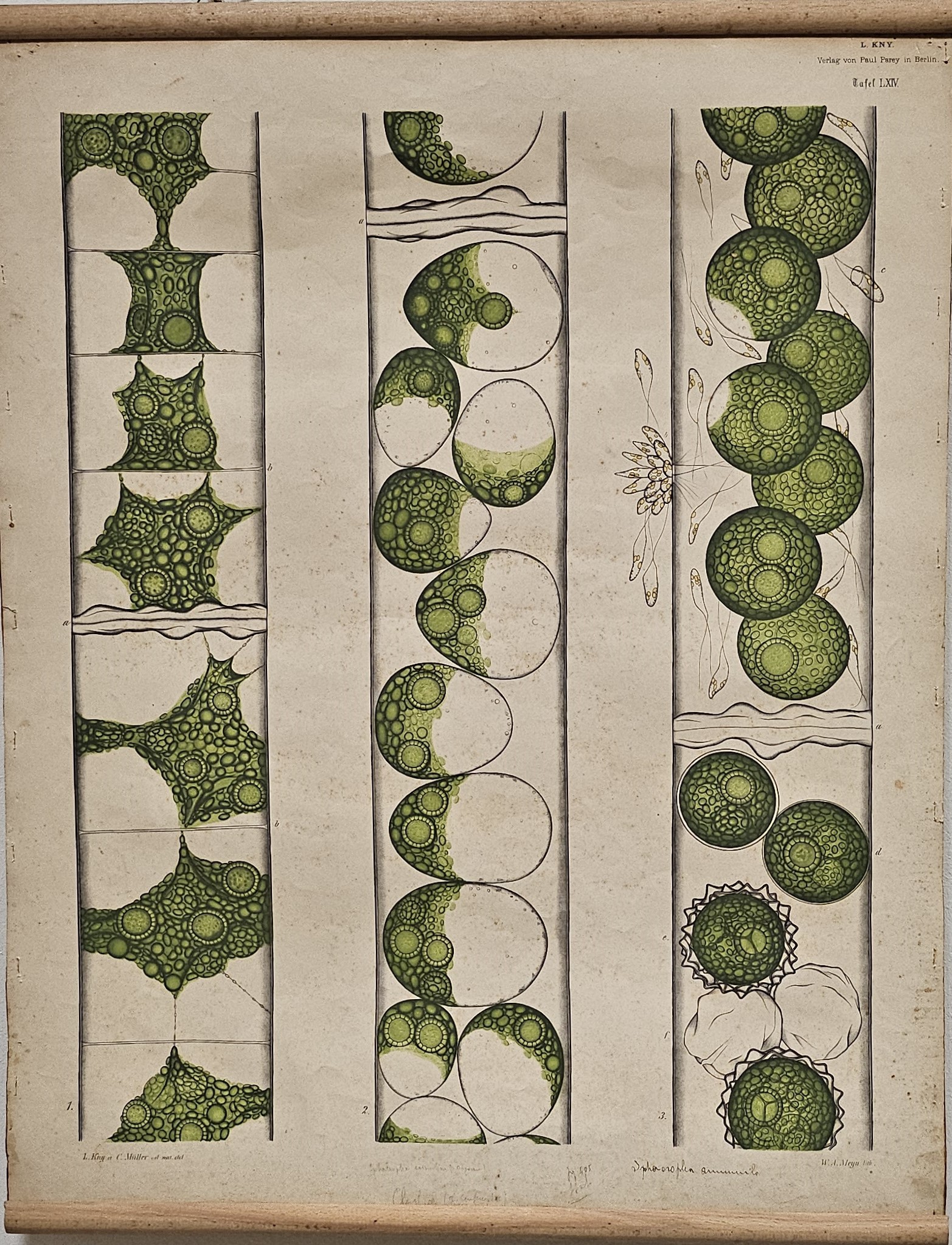 tavola parietale didattica, sviluppo di Sphaeroplea annulina Ag. var. crassisepta. Heinr di Kny, Carl Ignaz Leopold, Parey, Paul, Müller, Nicolaus Jacob Carl, Meyn, W. A - manifattura tedesca (fine/ inizio XIX-XX)