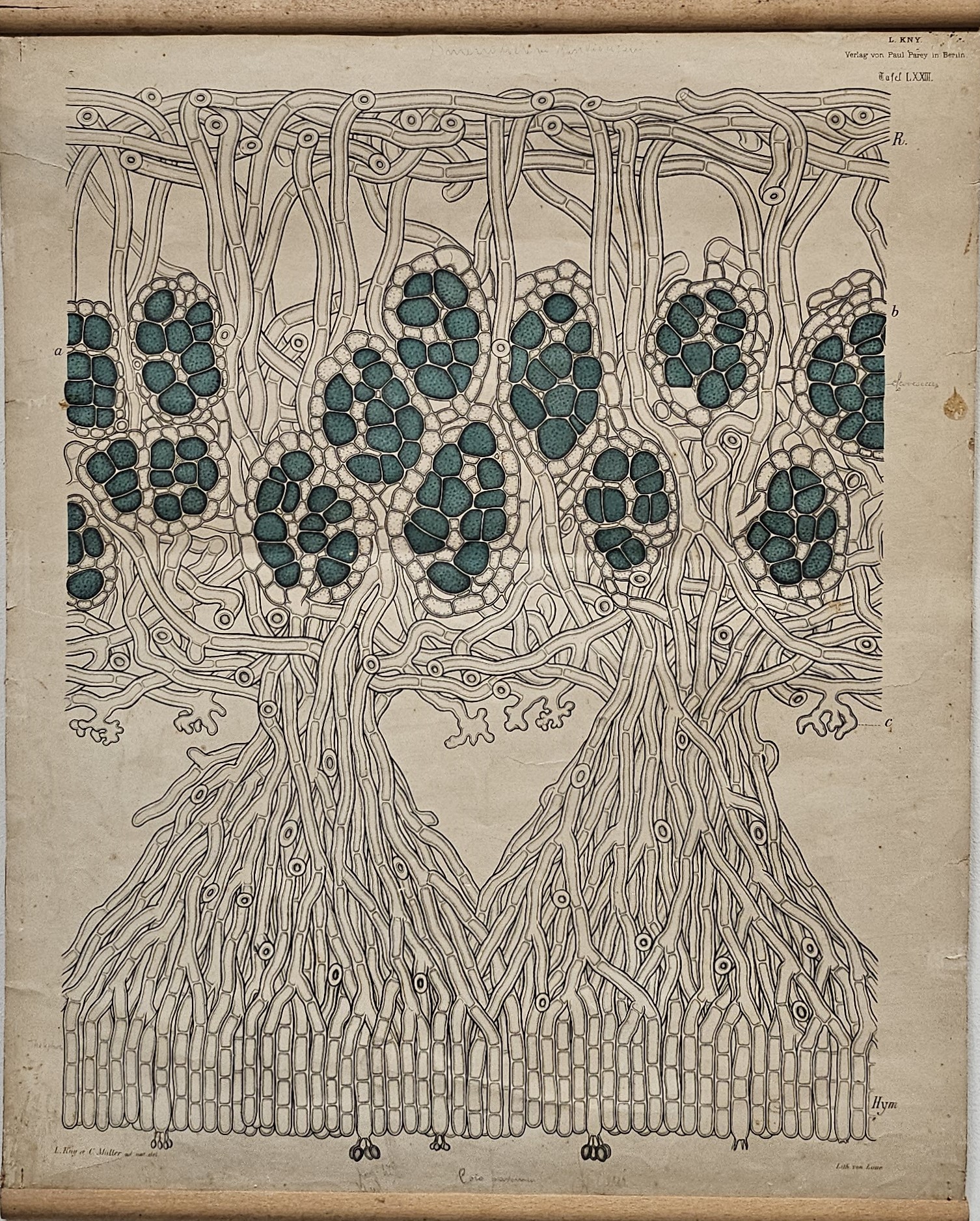 tavola parietale didattica, Struttura e sviluppo dei licheni di Kny, Carl Ignaz Leopold, Parey, Paul, Müller, Nicolaus Jacob Carl - manifattura tedesca (fine/ inizio XIX-XX)