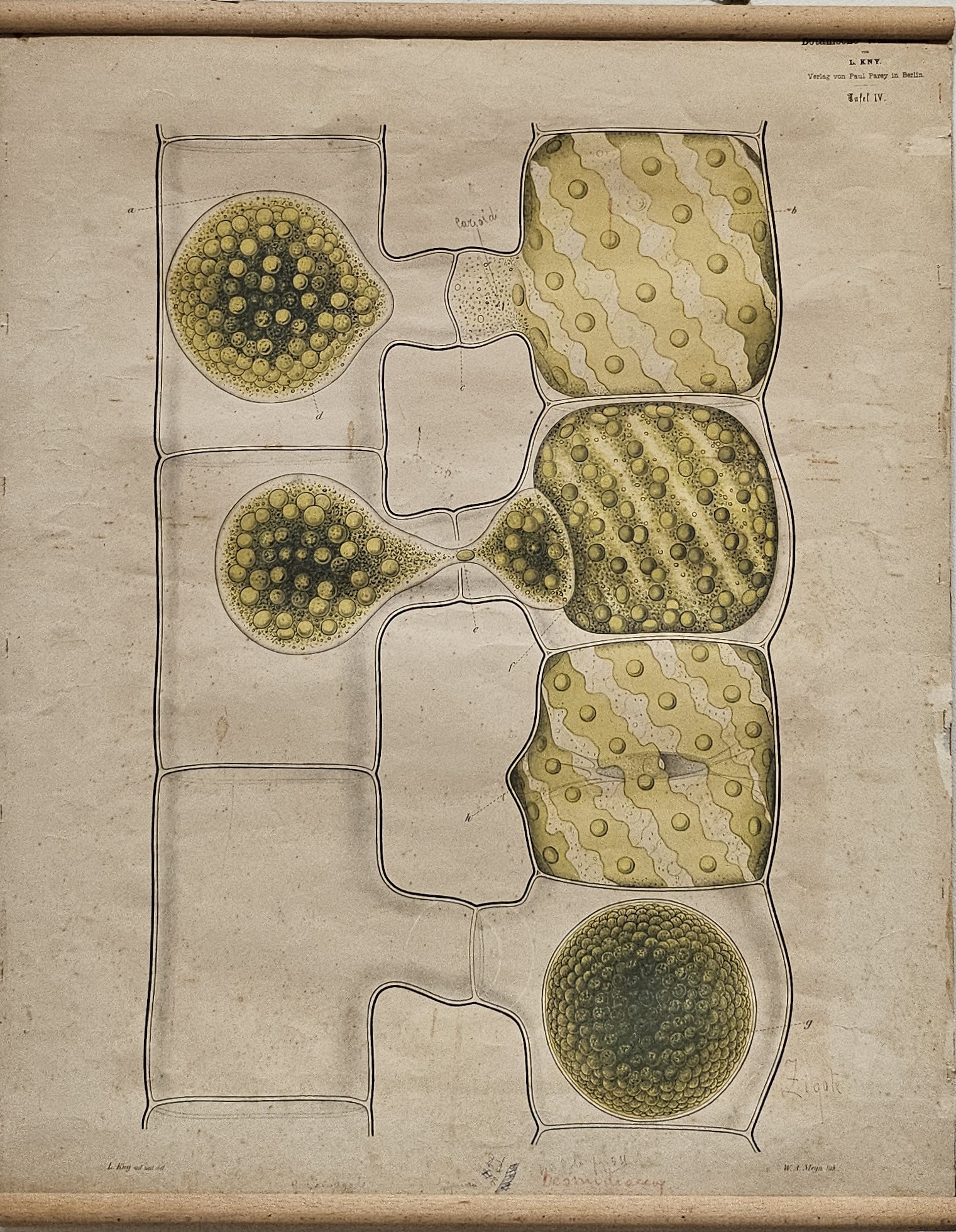 tavola parietale didattica, Fecondazione di Spirogyra di Kny, Carl Ignaz Leopold, Parey, Paul, Meyn, W. A - manifattura tedesca (fine/ inizio XIX-XX)