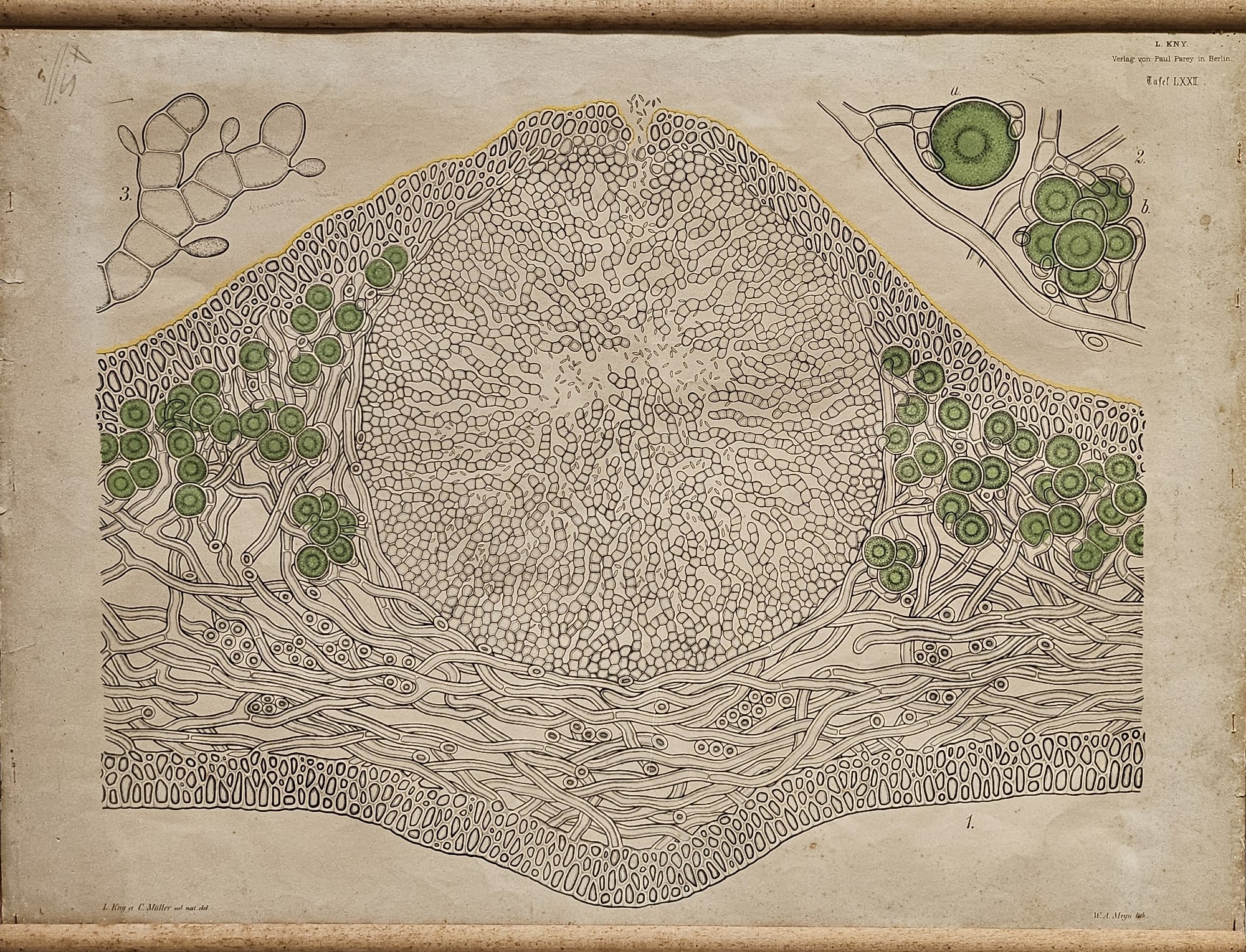 tavola parietale didattica, Struttura e sviluppo dei licheni di Kny, Carl Ignaz Leopold, Parey, Paul, Müller, Nicolaus Jacob Carl - manifattura tedesca (fine/ inizio XIX-XX)