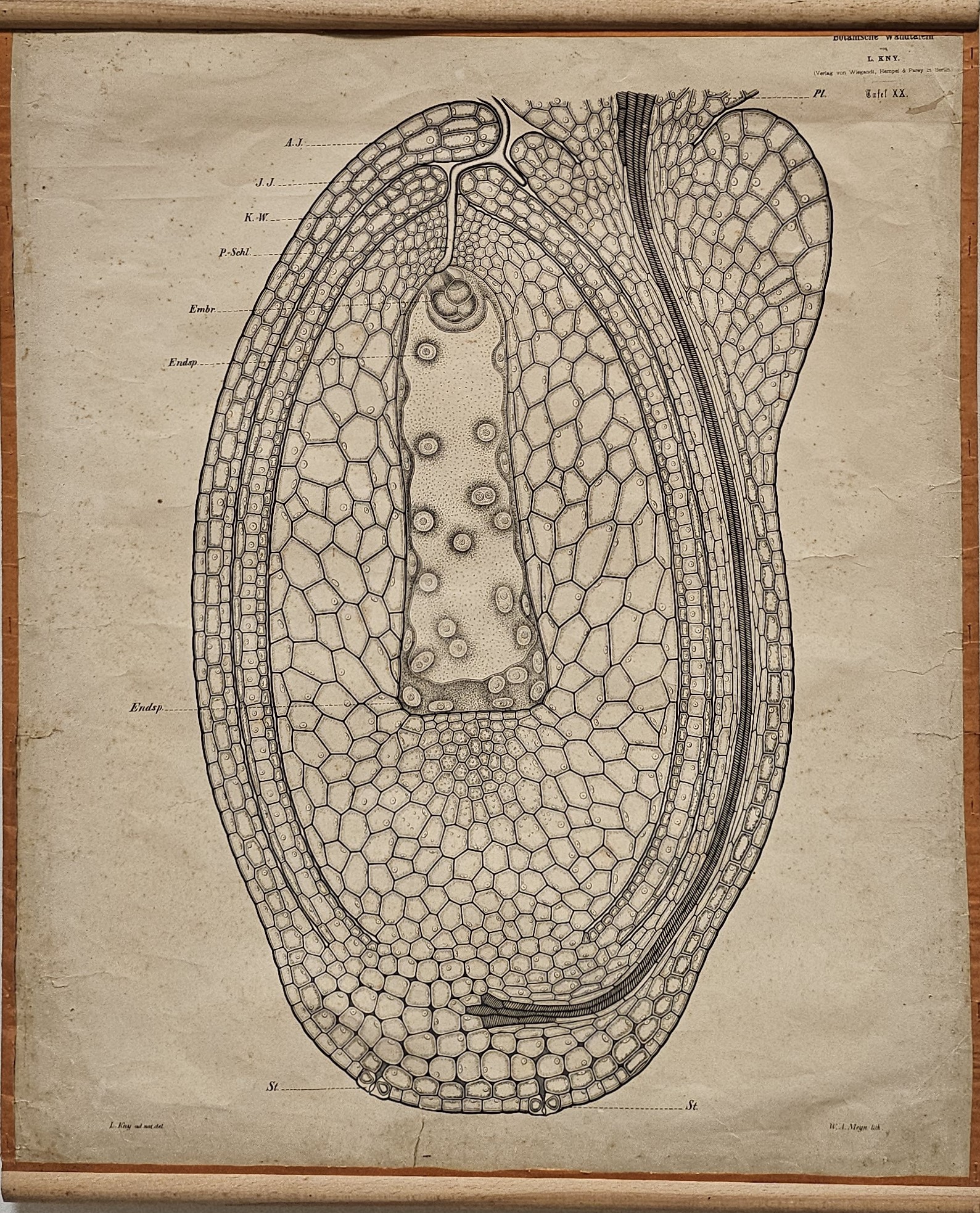 tavola parietale didattica, Gemma di Viola tricolor di Kny, Carl Ignaz Leopold, Parey, Paul, Meyn, W. A - manifattura tedesca (fine/ inizio XIX-XX)