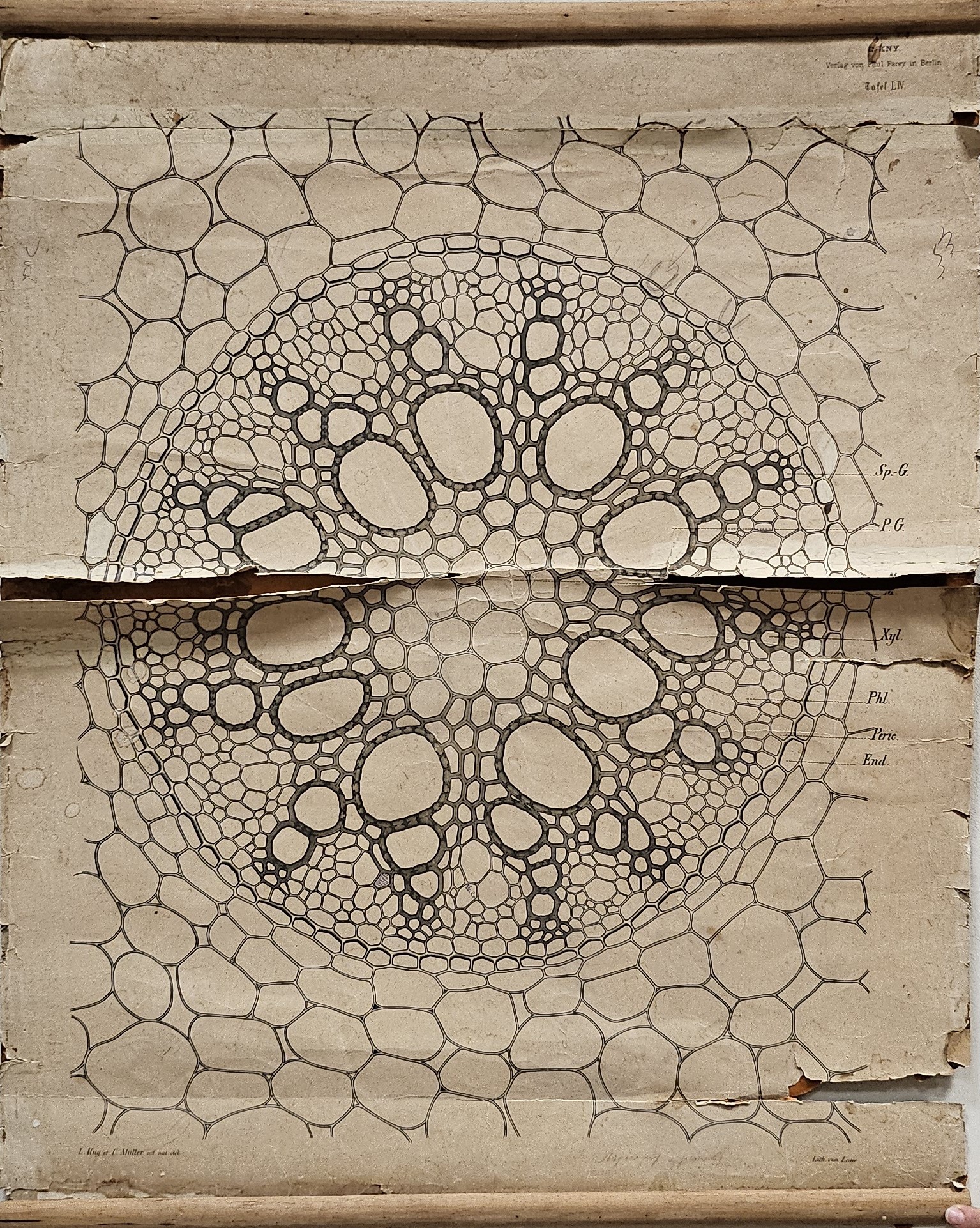 tavola parietale didattica, Sezione trasversale del cilindro centrale della radice di Asparagus officinalis L di Kny, Carl Ignaz Leopold, Parey, Paul, Müller, Nicolaus Jacob Carl - manifattura tedesca (fine/ inizio XIX-XX)