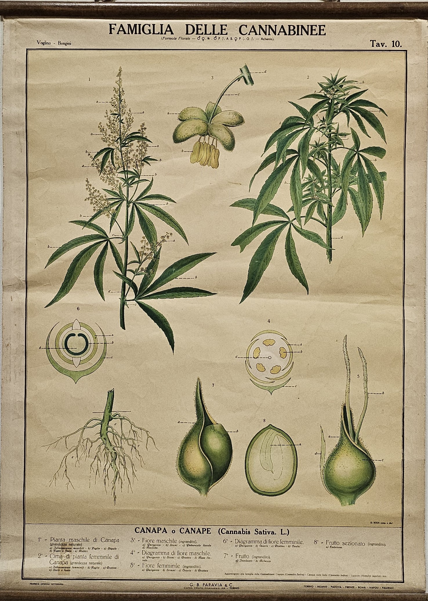 tavola parietale didattica, Canapa di Produzione scientifica Paravia, Roda, Giuseppe - manifattura italiana (XX)