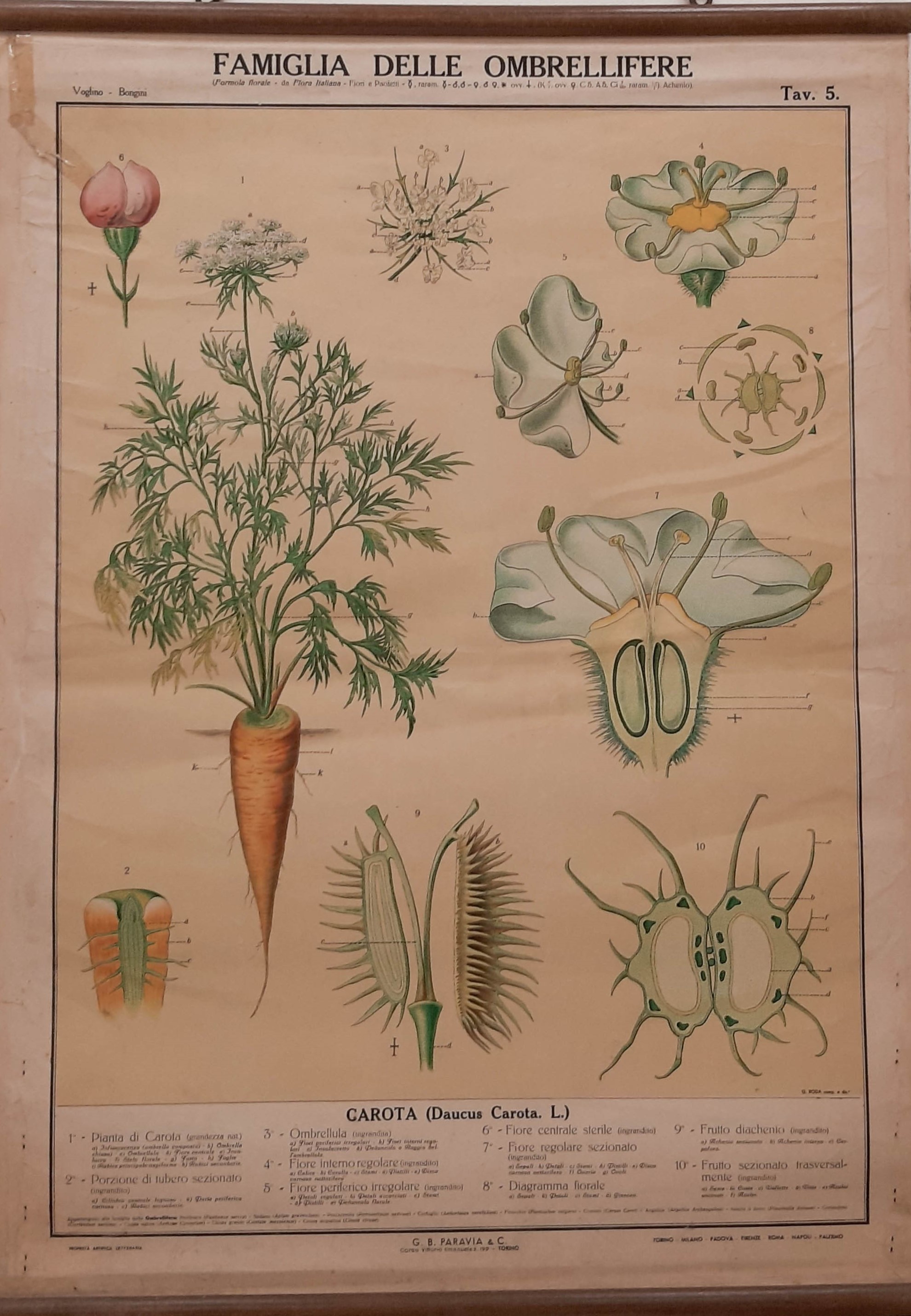 tavola parietale didattica, Carota di Produzione scientifica Paravia, Roda, Giuseppe - manifattura italiana (XX)